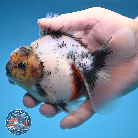 Calico Rose Tail Oranda 3.5 inch Body (250822_OR06)