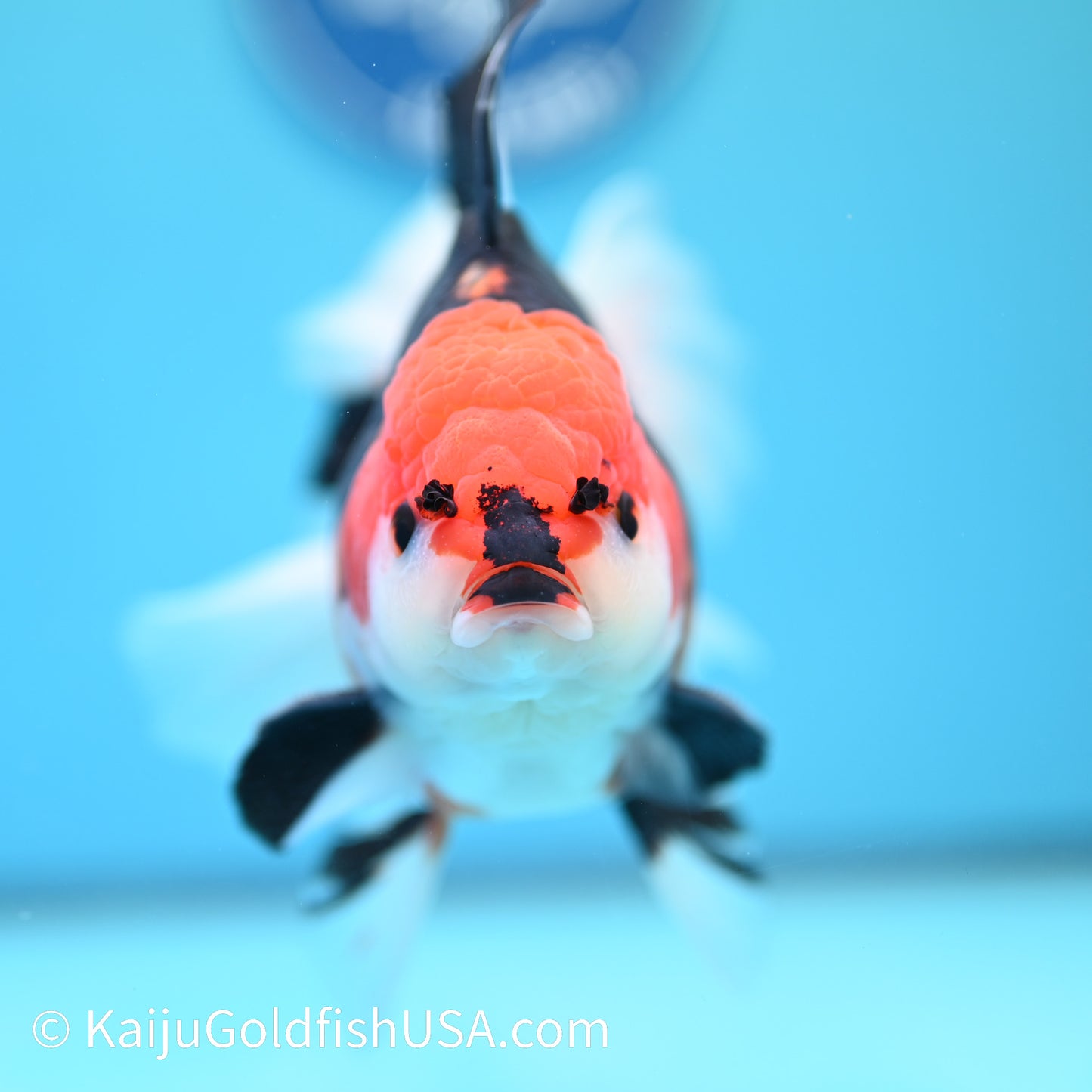 Jumbo Tricolor Rose Tail Oranda 6 inches(240503_OR06) - Kaiju Goldfish USA