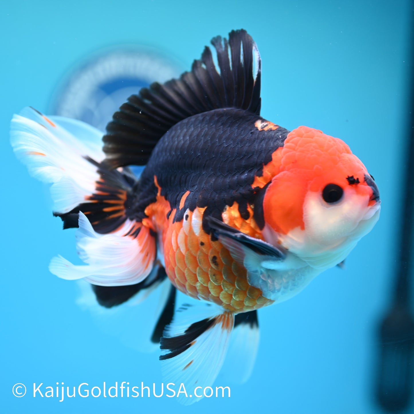 Jumbo Tricolor Rose Tail Oranda 6 inches(240503_OR06) - Kaiju Goldfish USA