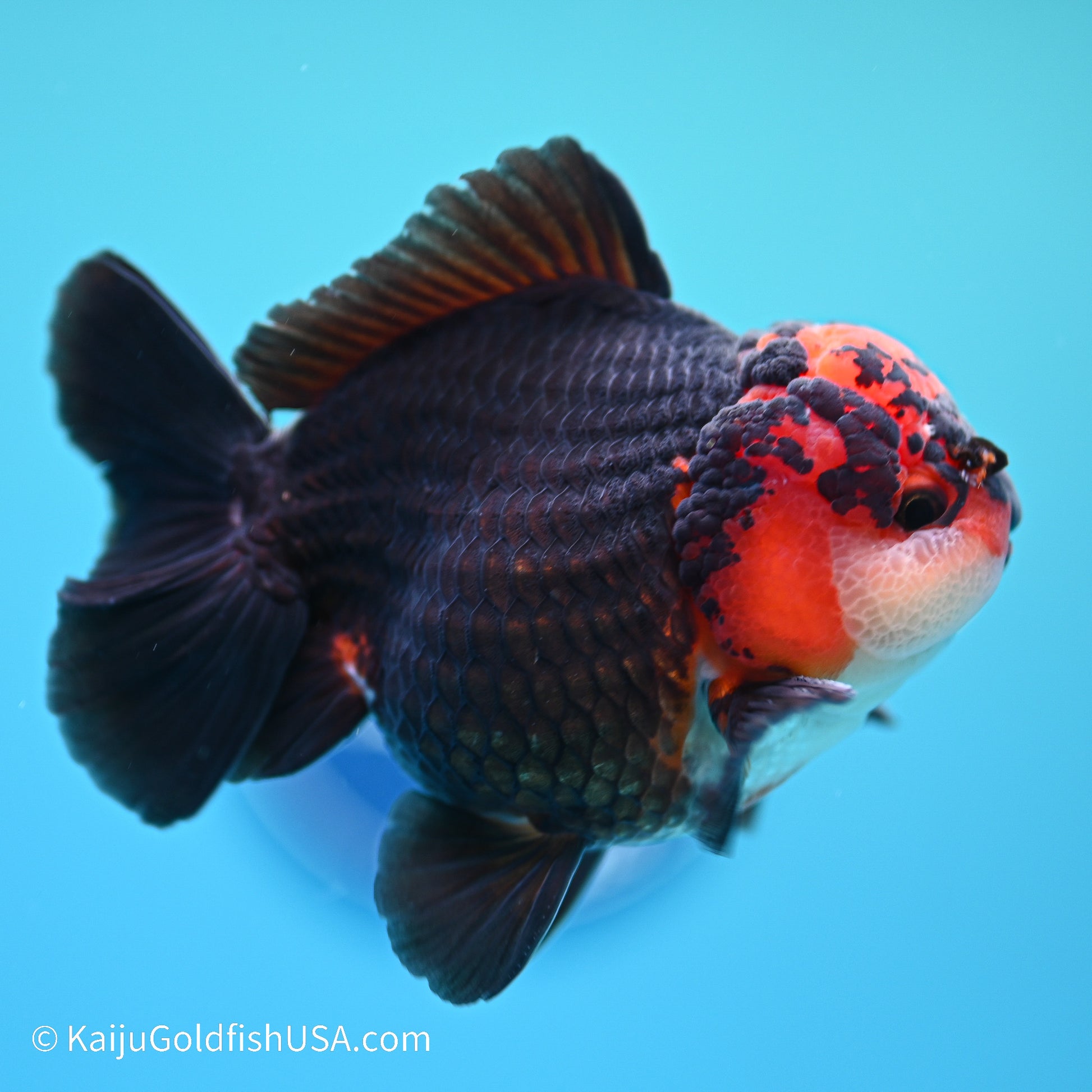 Tricolor YuanBao Oranda 3.5in body (240524_OR06) - Kaiju Goldfish USA