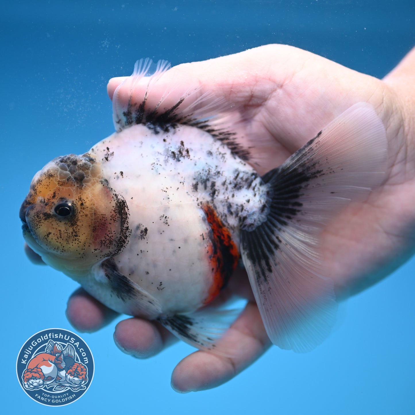 Calico Rose Tail Oranda 3.5 inch Body (250822_OR06)