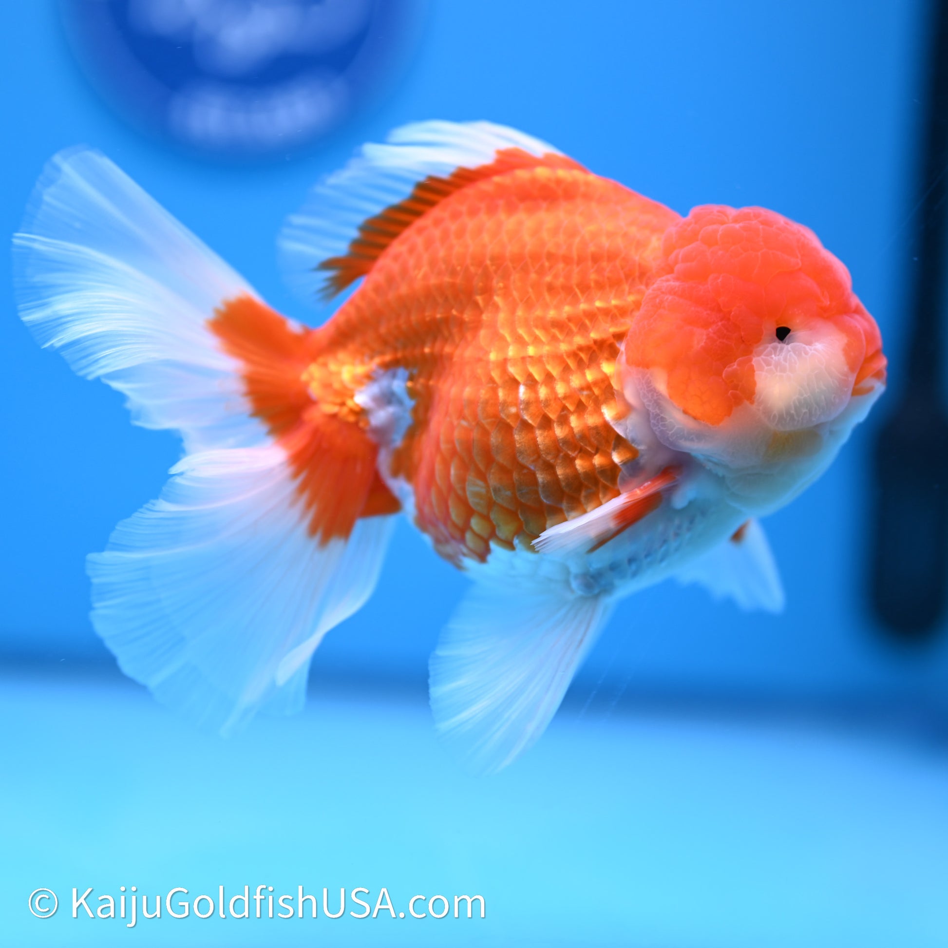 Red White Rose Tail Oranda 4in Body (240621_OR06) - Kaiju Goldfish USA