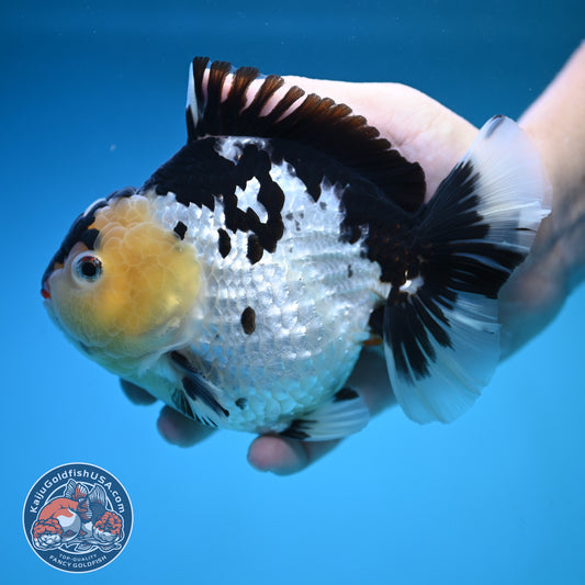 Jumbo Panda Oranda 5 inch Body (250905_OR06)