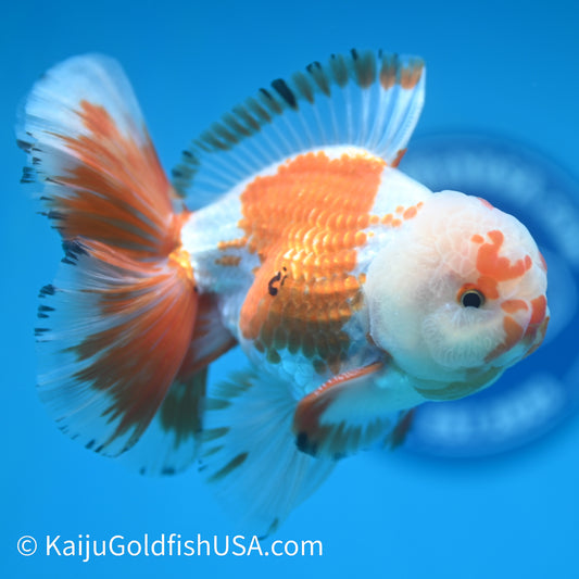 Chicken Face Rose Tail Red White Oranda 4 -4.5 inches (240322_OR6) - Kaiju Goldfish USA