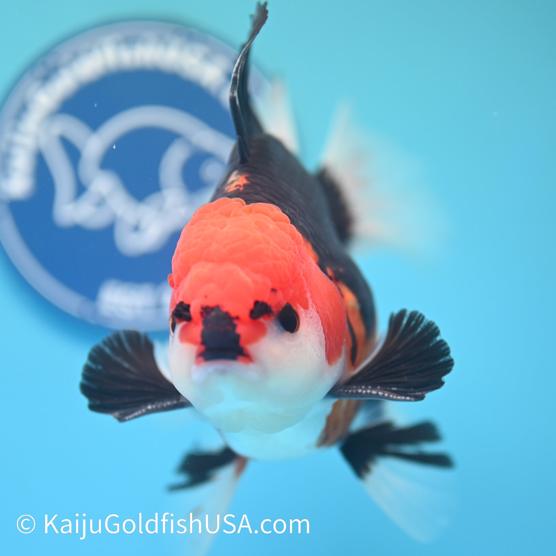 Jumbo Tricolor Rose Tail Oranda 6 inches(240503_OR06) - Kaiju Goldfish USA