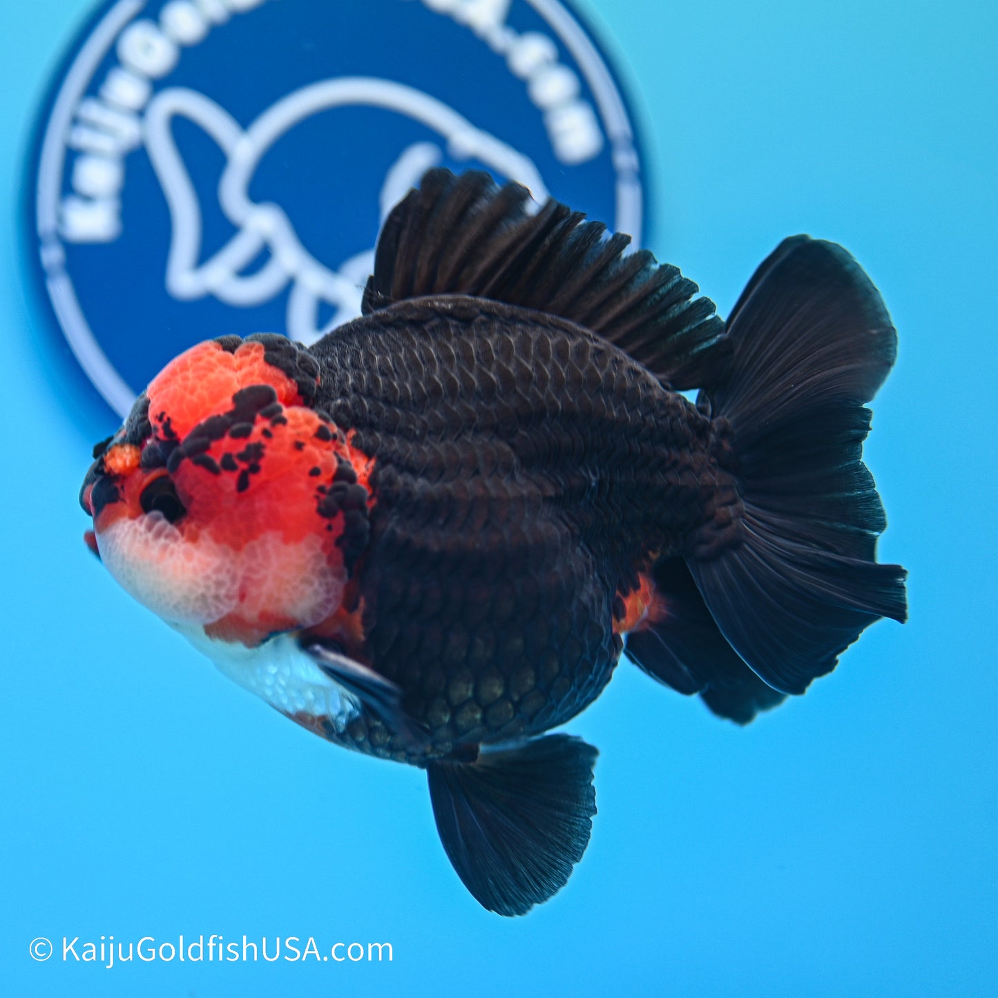 Tricolor YuanBao Oranda 3.5in body (240524_OR06) - Kaiju Goldfish USA