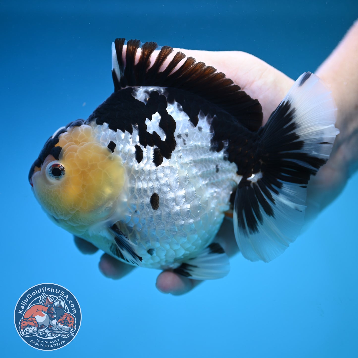 Jumbo Panda Oranda 5 inch Body (250905_OR06)