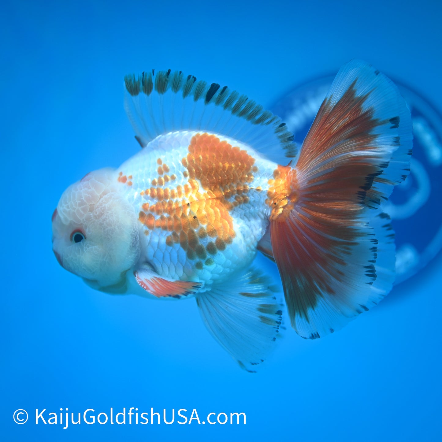 Chicken Face Rose Tail Red White Oranda 4 -4.5 inches (240322_OR6) - Kaiju Goldfish USA