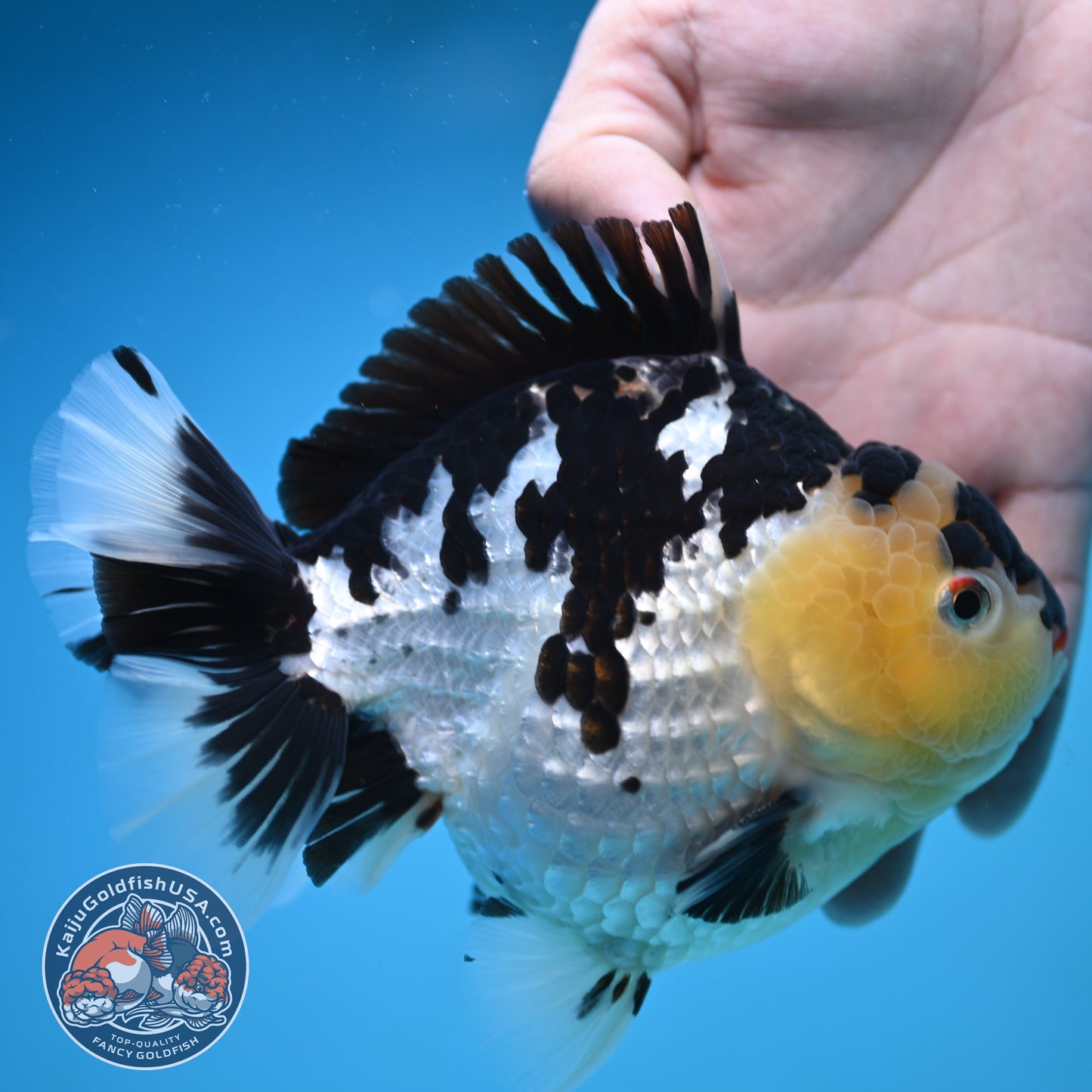 Jumbo Panda Oranda 5 inch Body (250905_OR06)