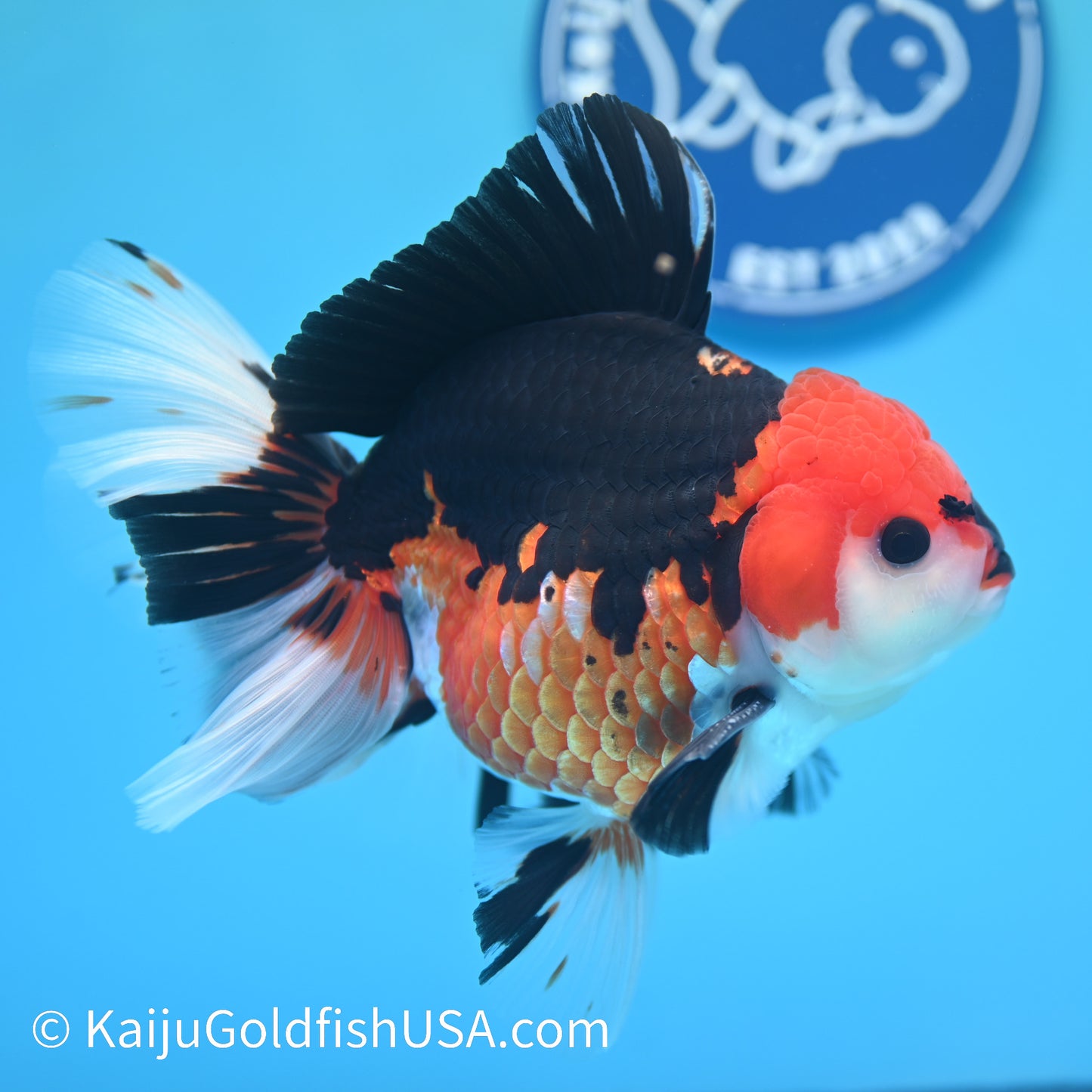 Jumbo Tricolor Rose Tail Oranda 6 inches(240503_OR06) - Kaiju Goldfish USA