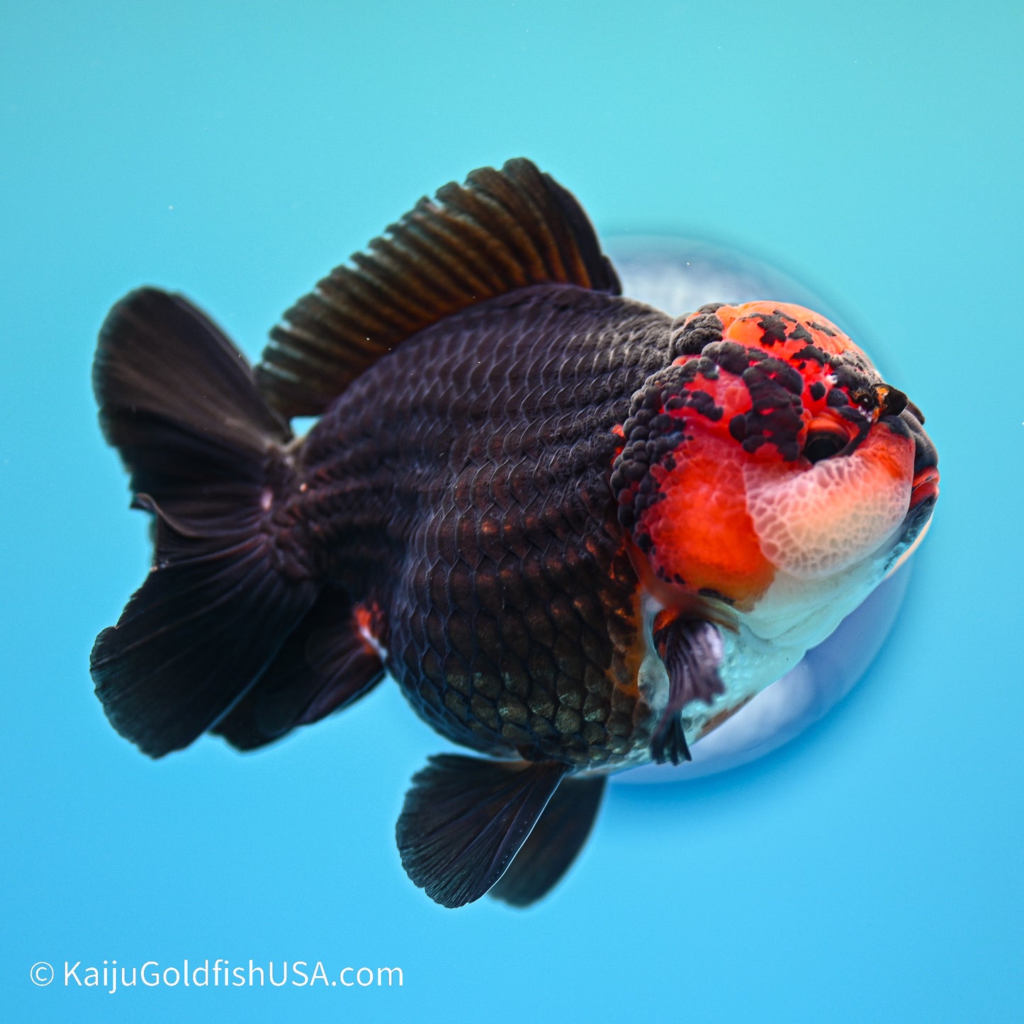 Tricolor YuanBao Oranda 3.5in body (240524_OR06) - Kaiju Goldfish USA