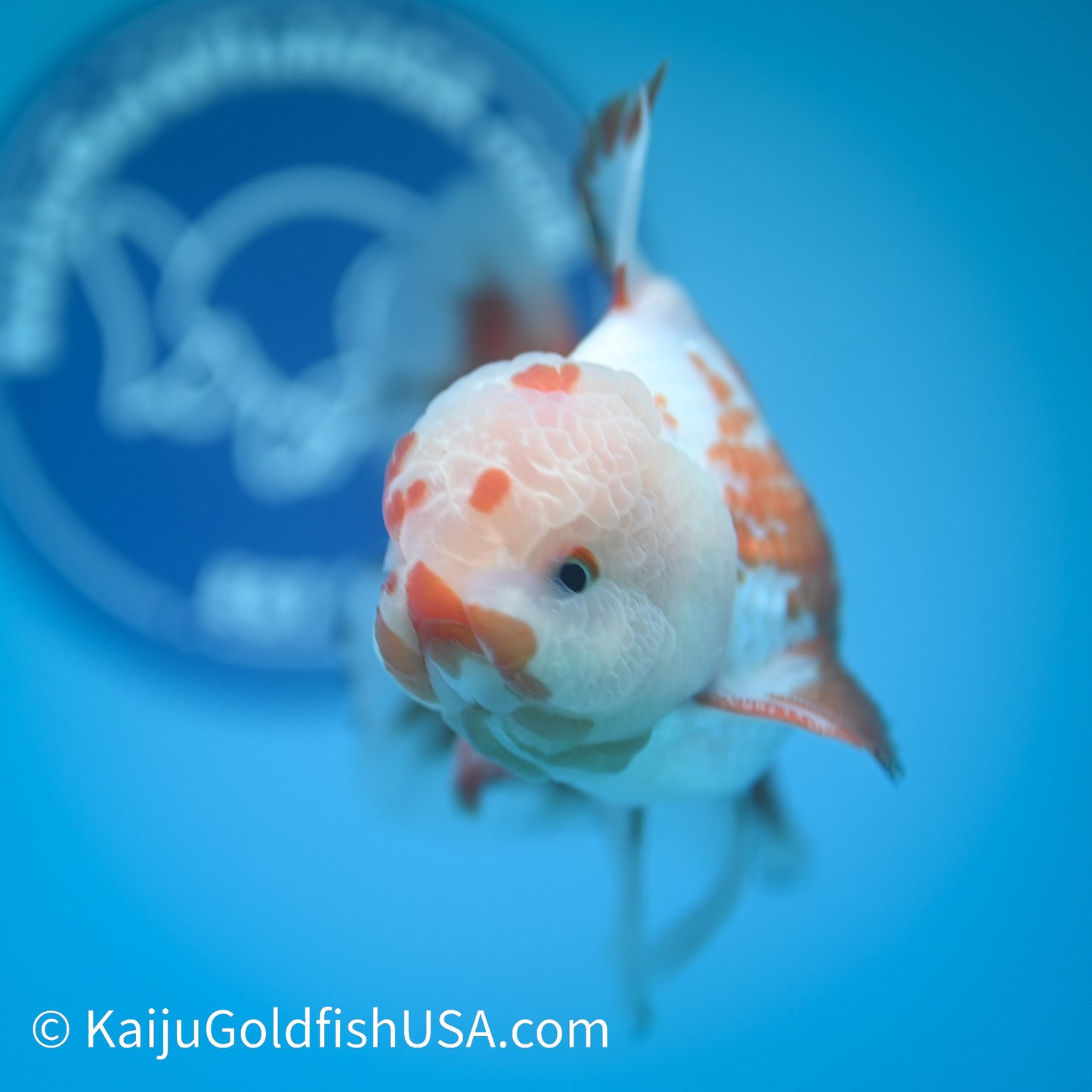 Chicken Face Rose Tail Red White Oranda 4 -4.5 inches (240322_OR6) - Kaiju Goldfish USA