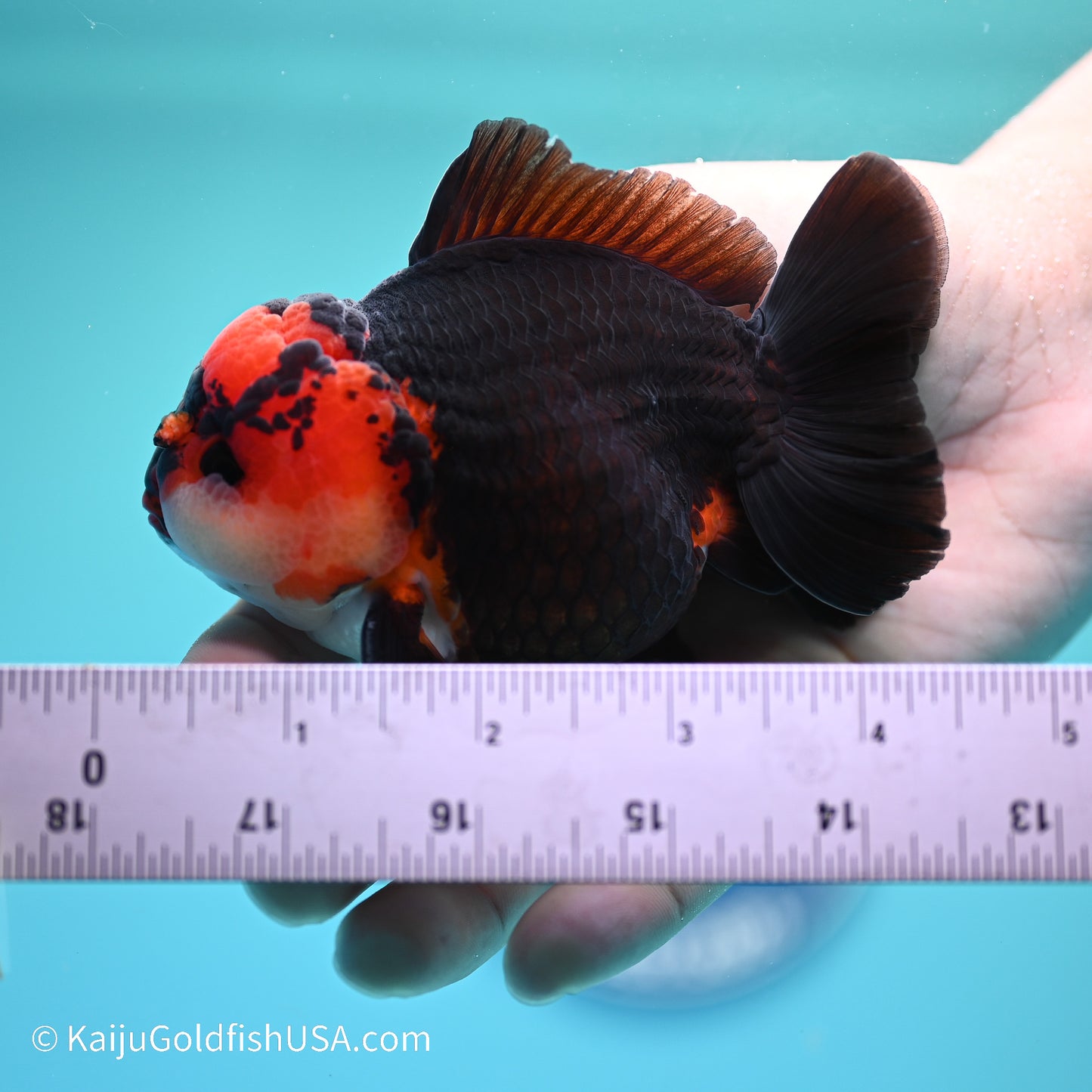 Tricolor YuanBao Oranda 3.5in body (240524_OR06) - Kaiju Goldfish USA