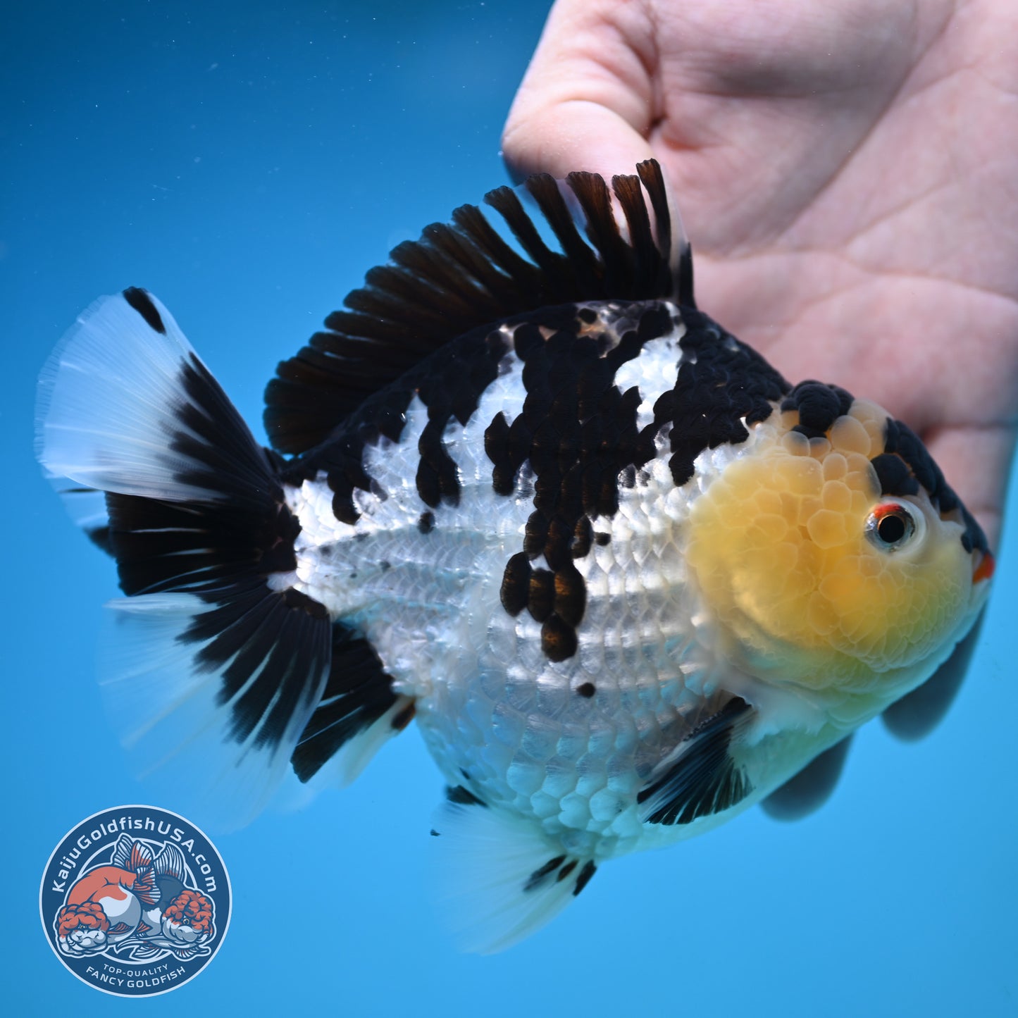 Jumbo Panda Oranda 5 inch Body (250905_OR06)