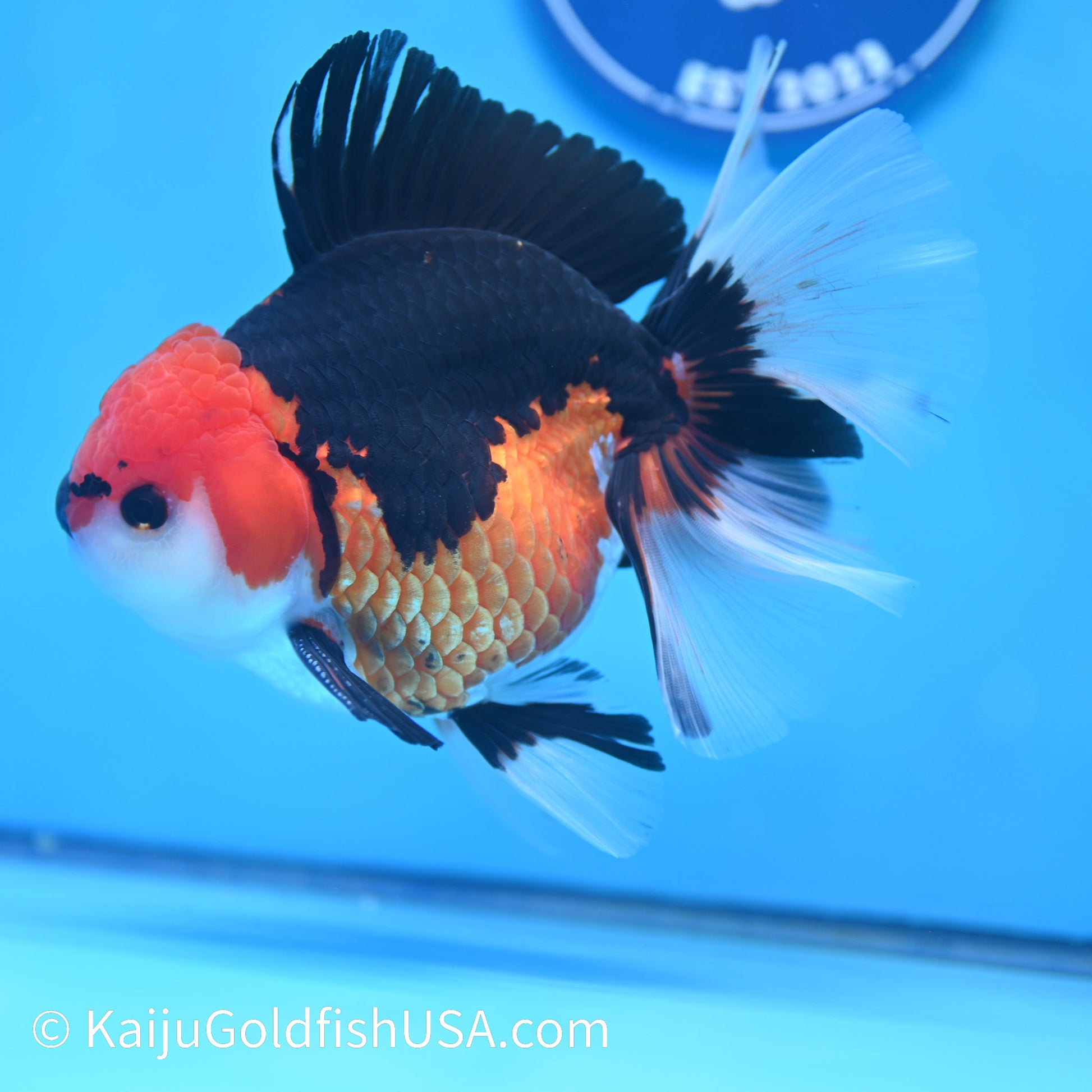 Jumbo Tricolor Rose Tail Oranda 6 inches(240503_OR06) - Kaiju Goldfish USA