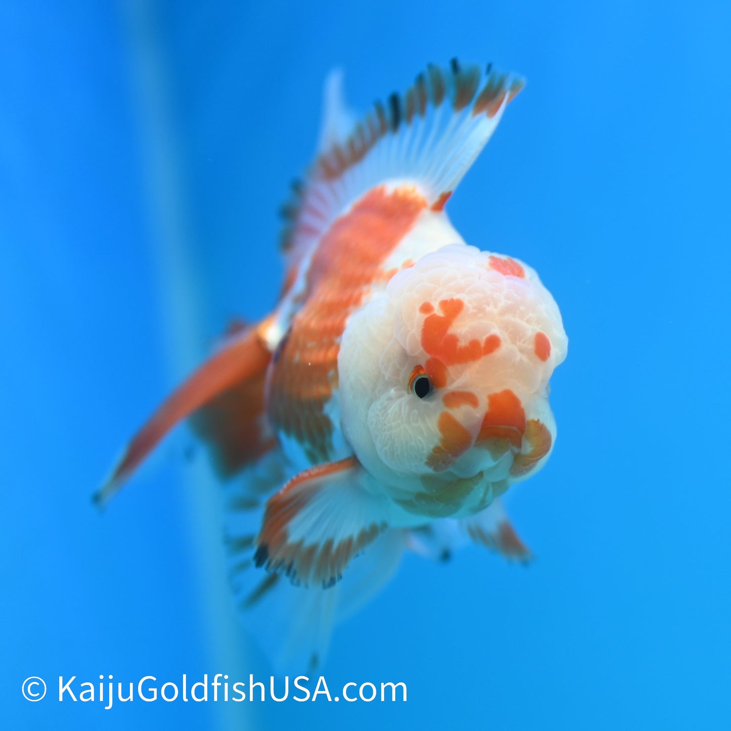 Chicken Face Rose Tail Red White Oranda 4 -4.5 inches (240322_OR6) - Kaiju Goldfish USA