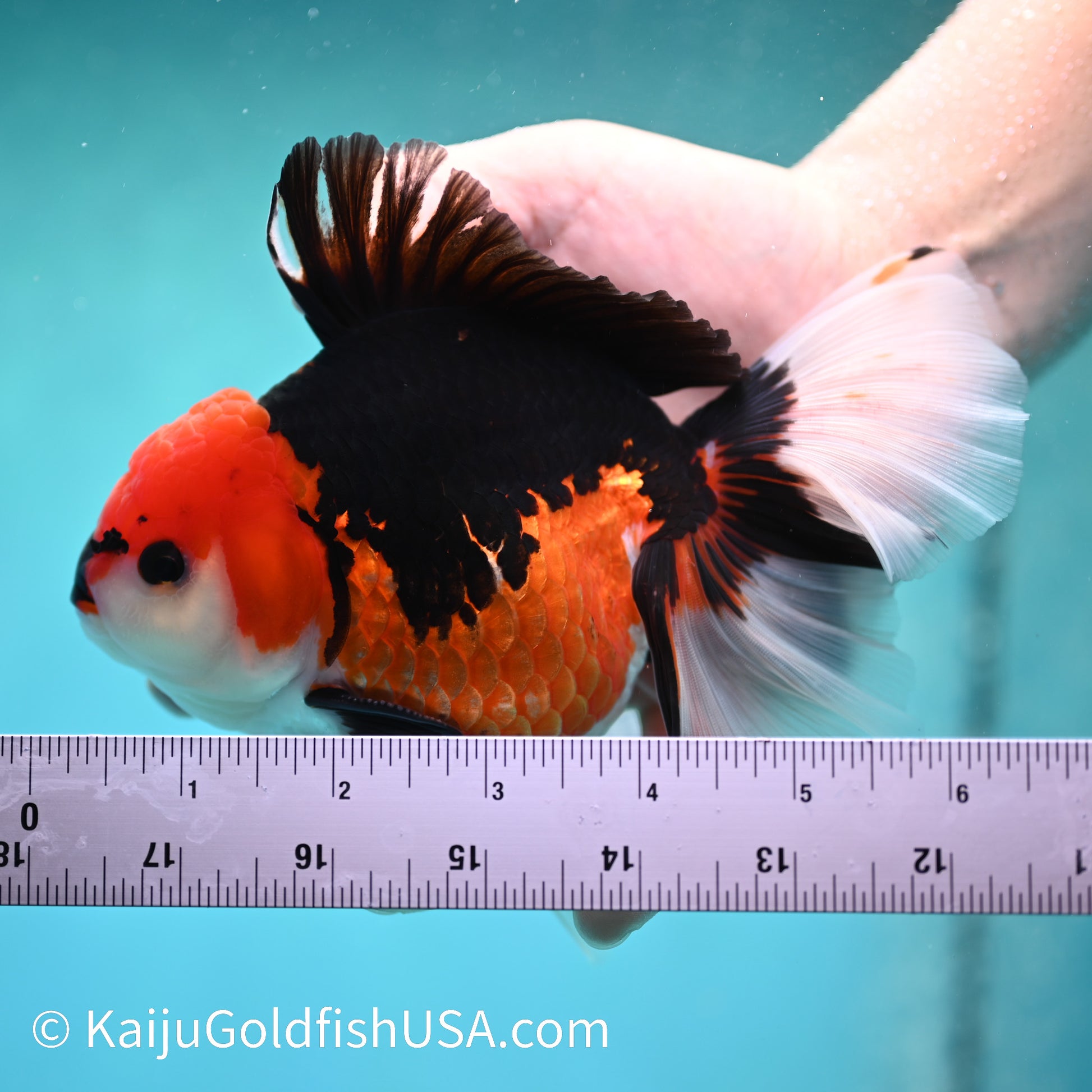 Jumbo Tricolor Rose Tail Oranda 6 inches(240503_OR06) - Kaiju Goldfish USA