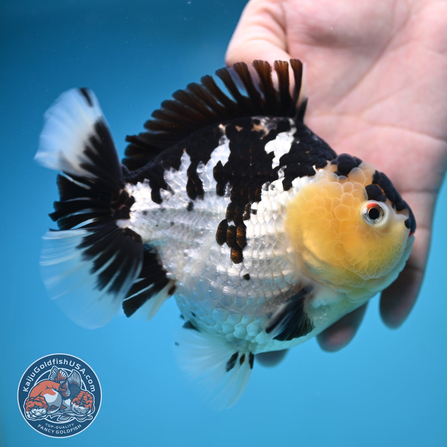 Jumbo Panda Oranda 5 inch Body (250905_OR06)