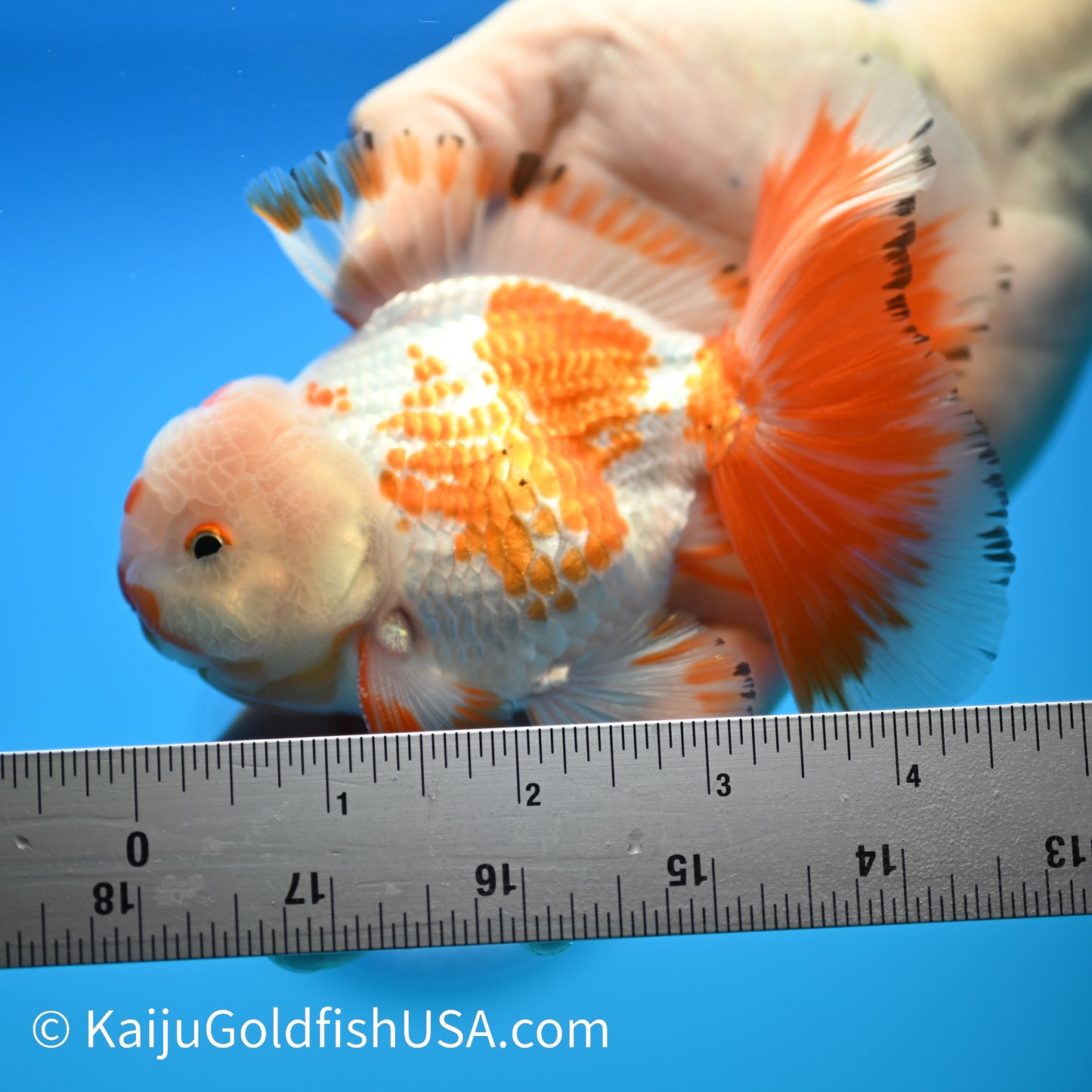 Chicken Face Rose Tail Red White Oranda 4 -4.5 inches (240322_OR6) - Kaiju Goldfish USA