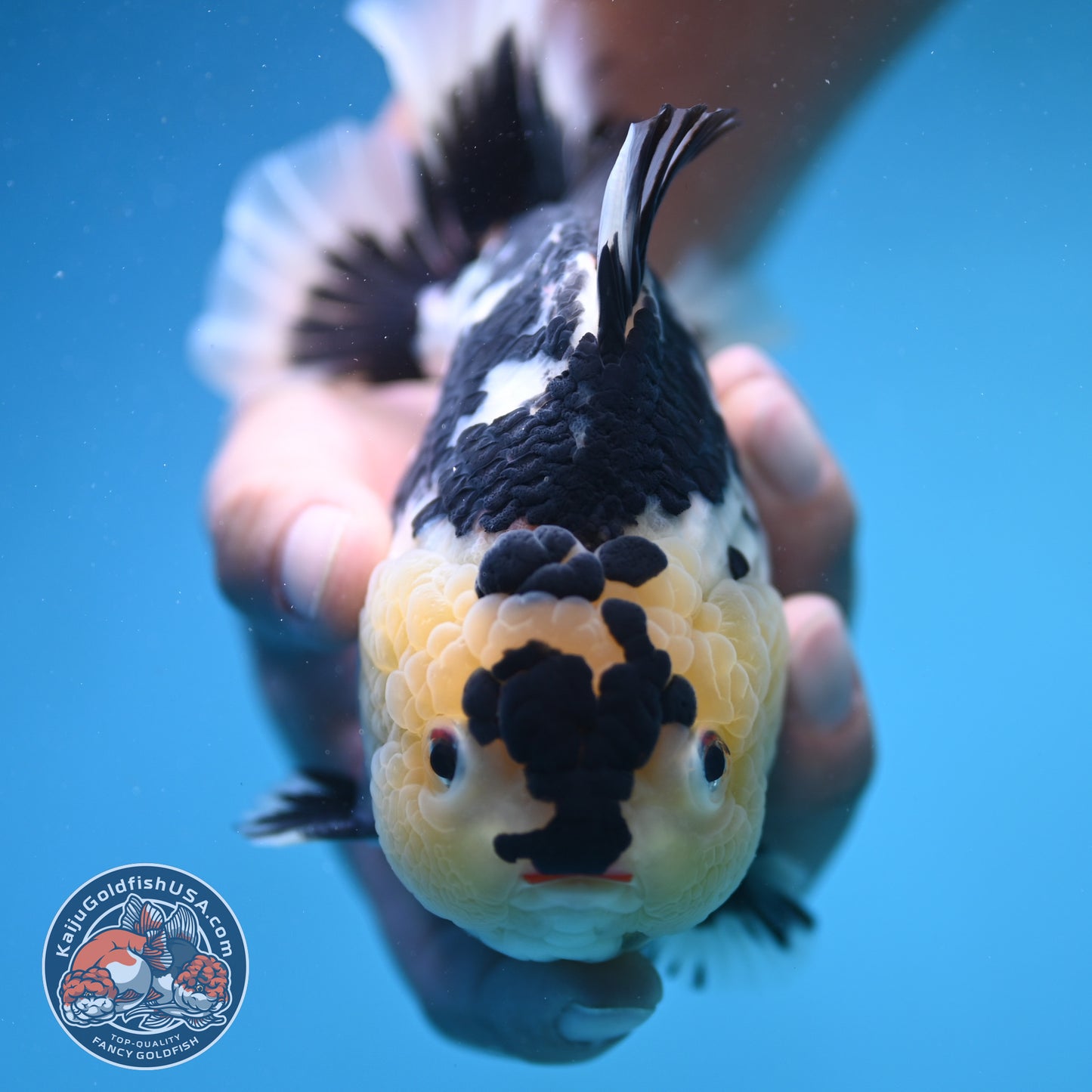 Jumbo Panda Oranda 5 inch Body (250905_OR06)