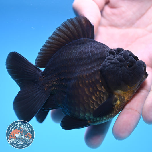 Shogun Jet Black Oranda 3.5 inch Body (250815_OR06)