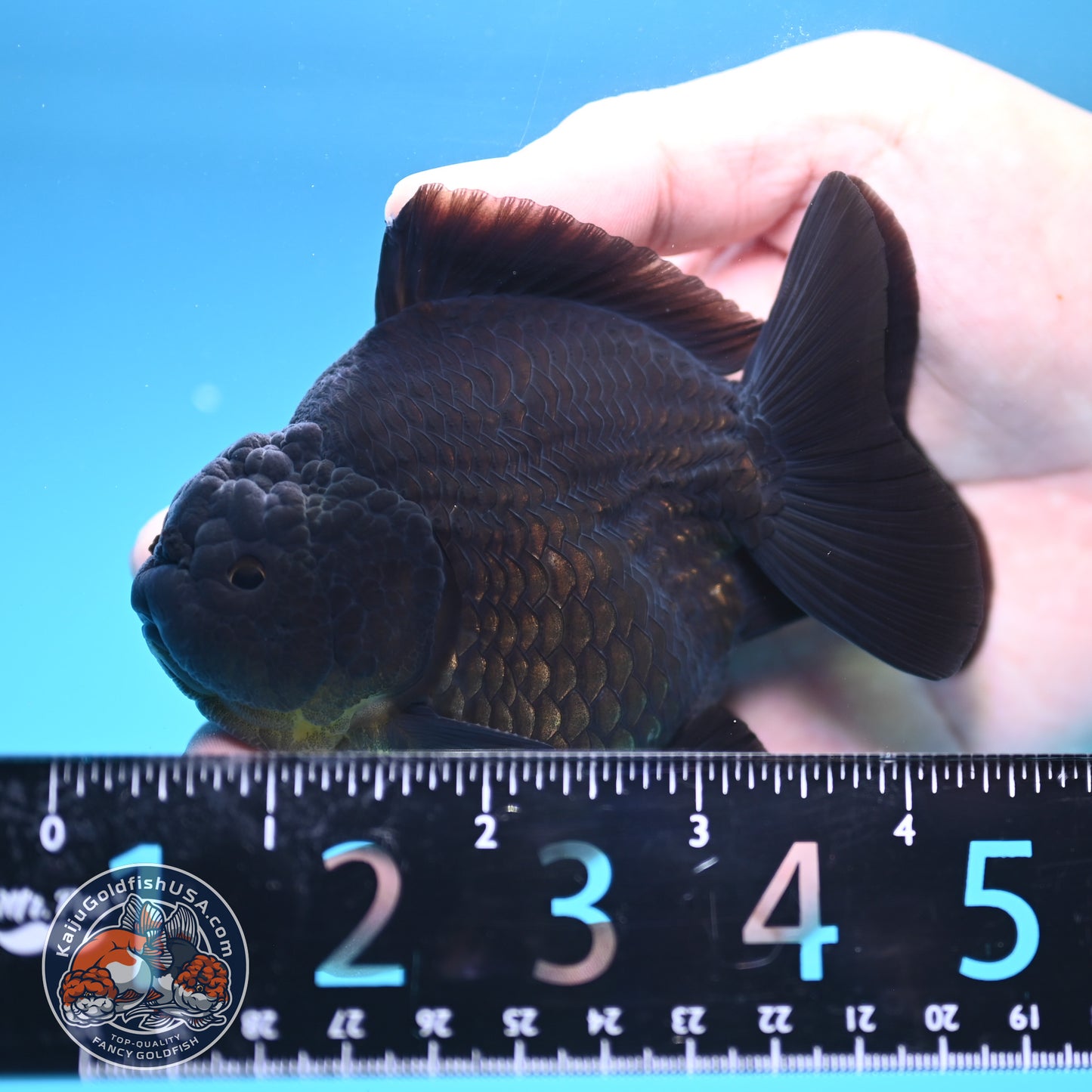 Shogun Jet Black Oranda 3.5 inch Body (250815_OR06)