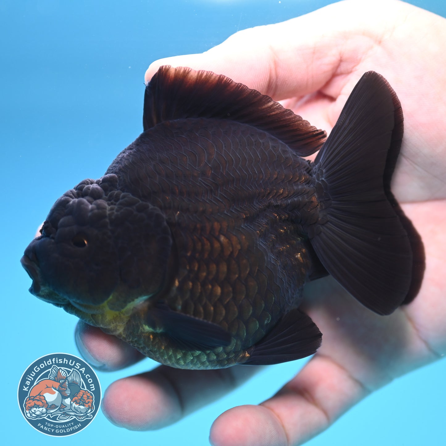 Shogun Jet Black Oranda 3.5 inch Body (250815_OR06)