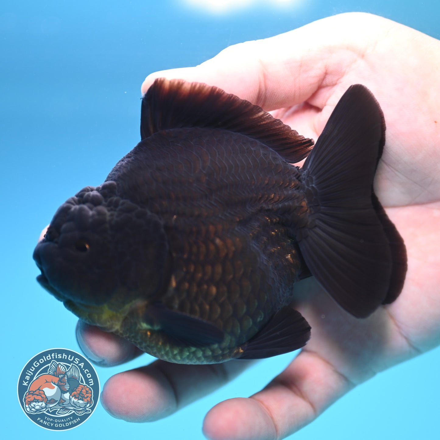 Shogun Jet Black Oranda 3.5 inch Body (250815_OR06)