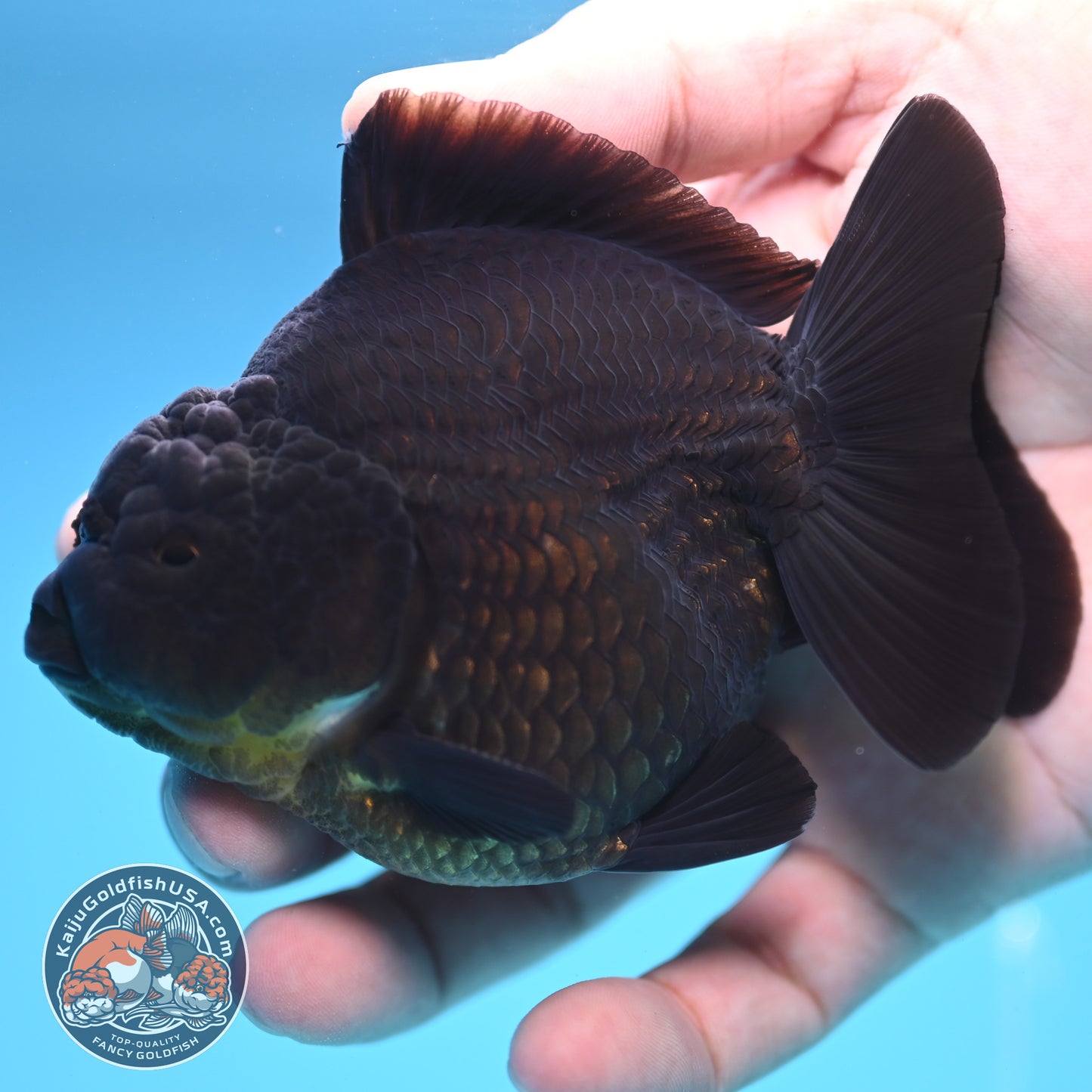Shogun Jet Black Oranda 3.5 inch Body (250815_OR06)