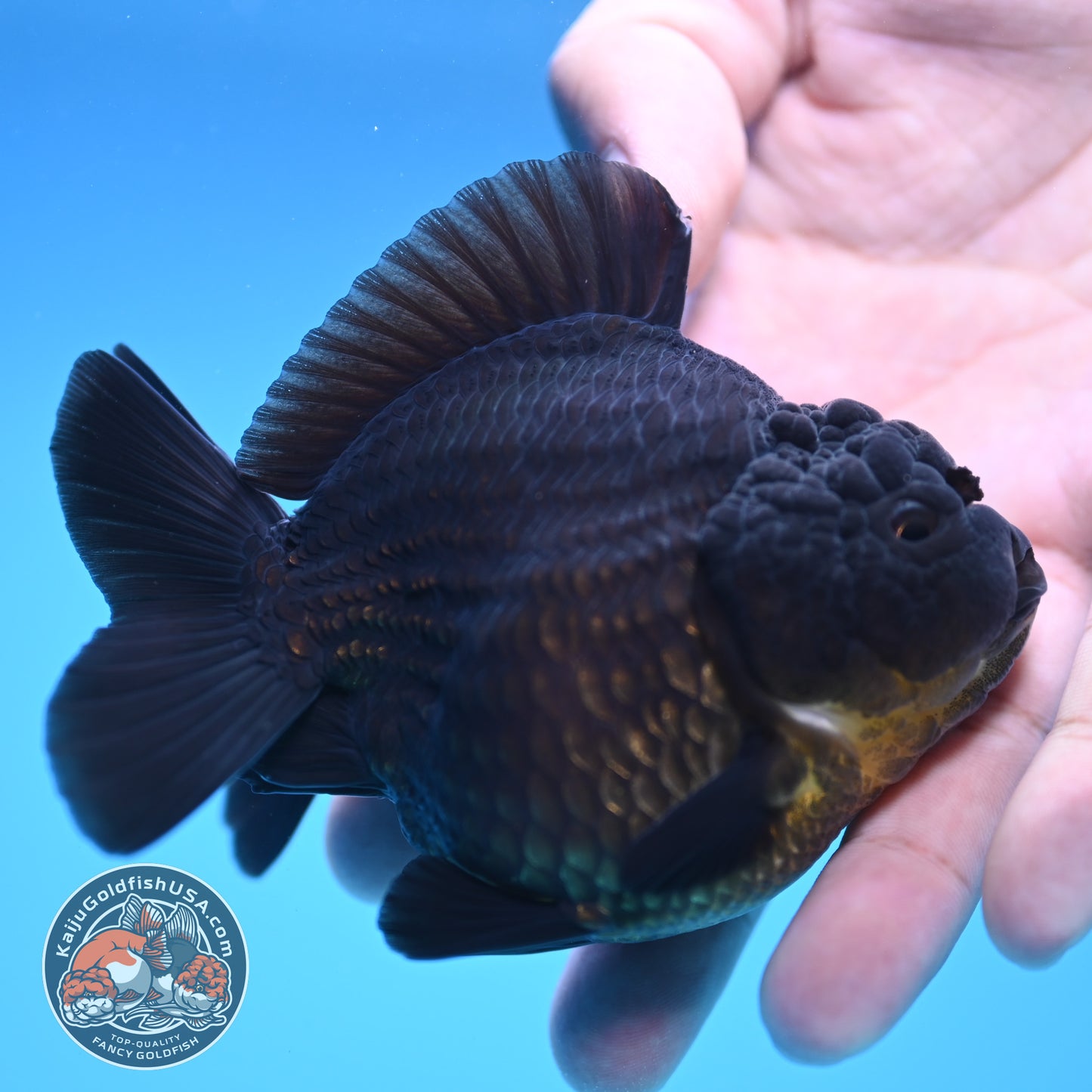 Shogun Jet Black Oranda 3.5 inch Body (250815_OR06)