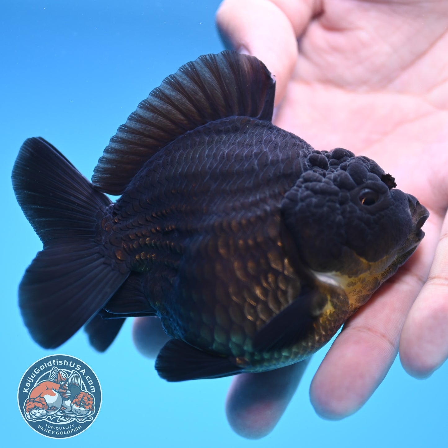 Shogun Jet Black Oranda 3.5 inch Body (250815_OR06)