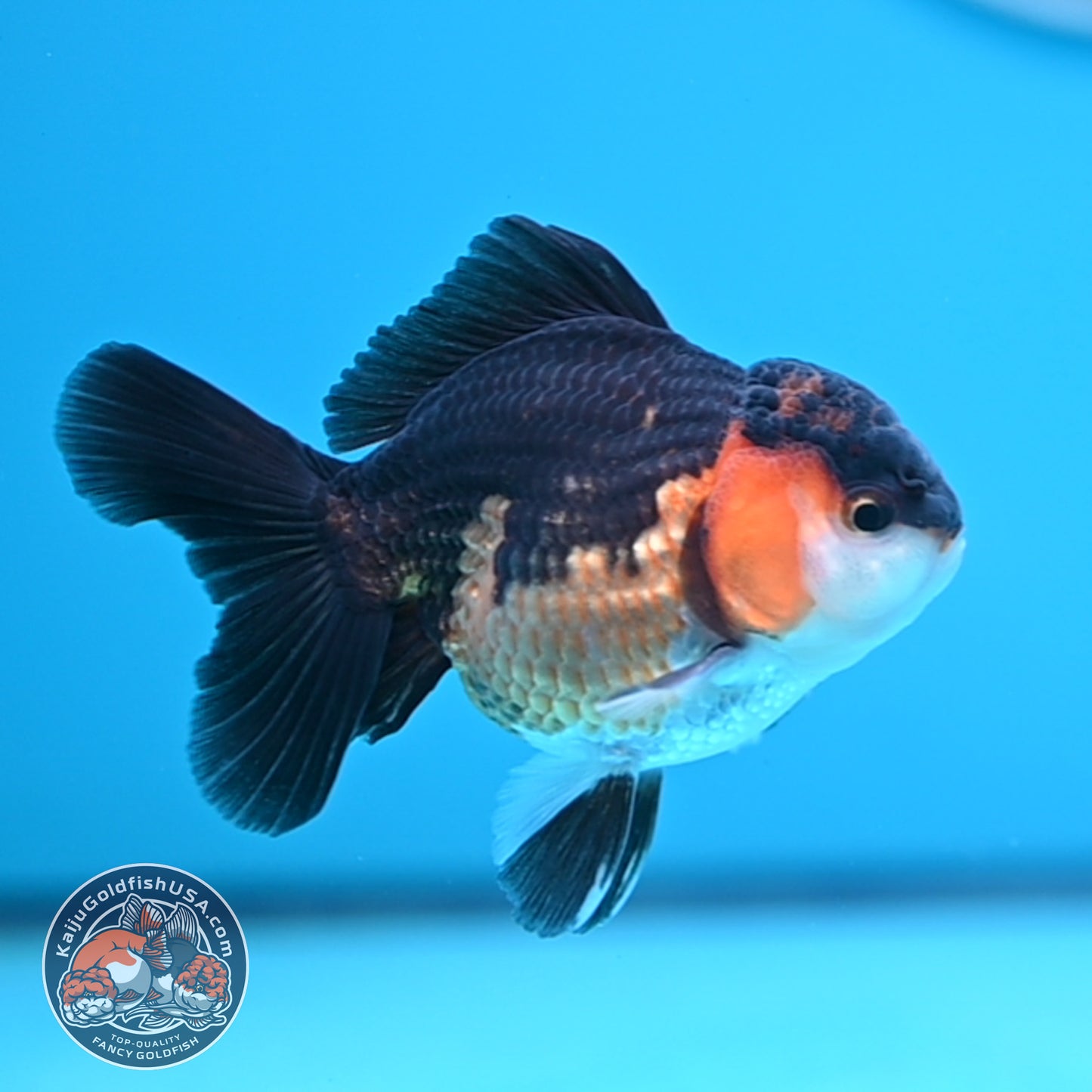 Tricolor Oranda 3 inches Body (250502_OR06)