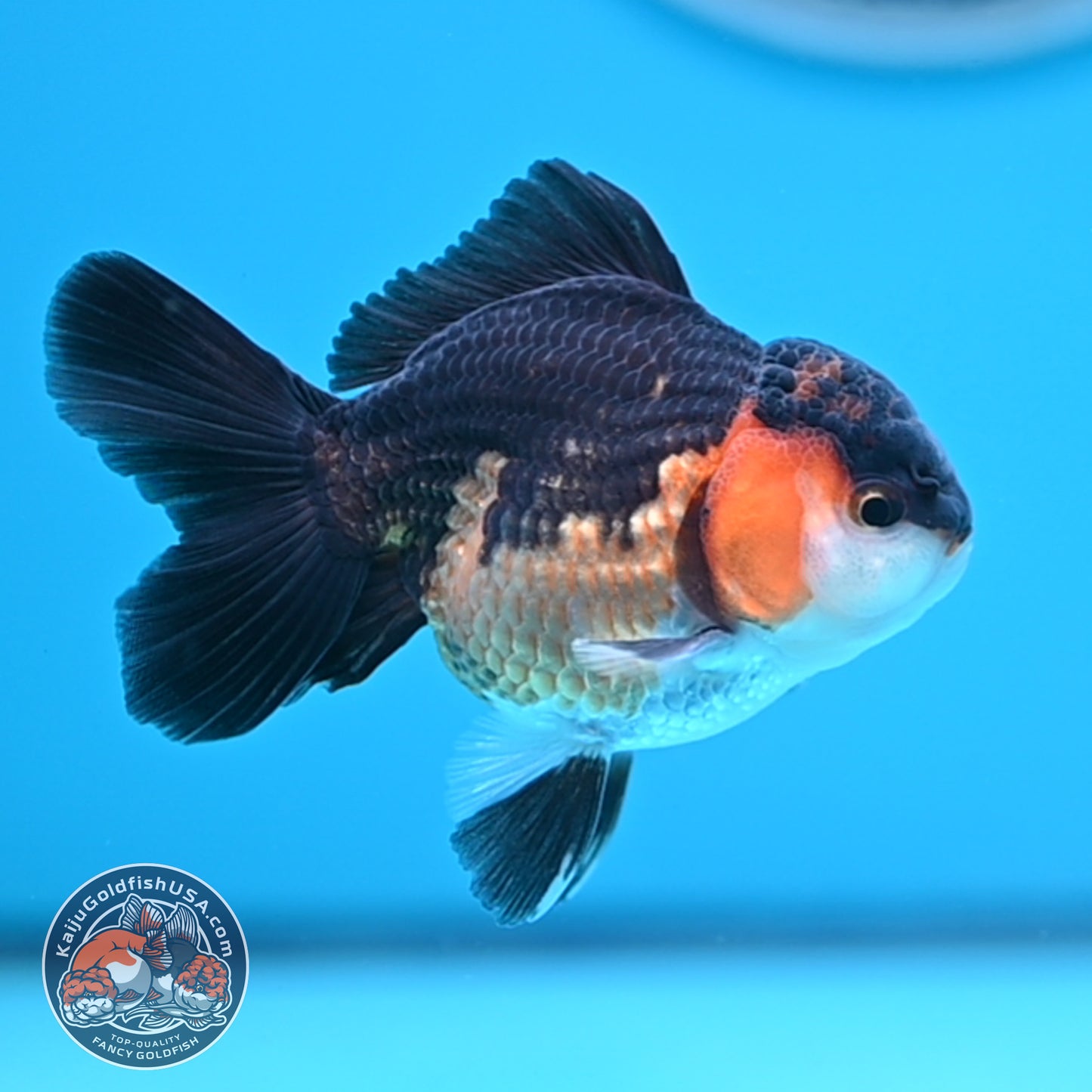 Tricolor Oranda 3 inches Body (250502_OR06)