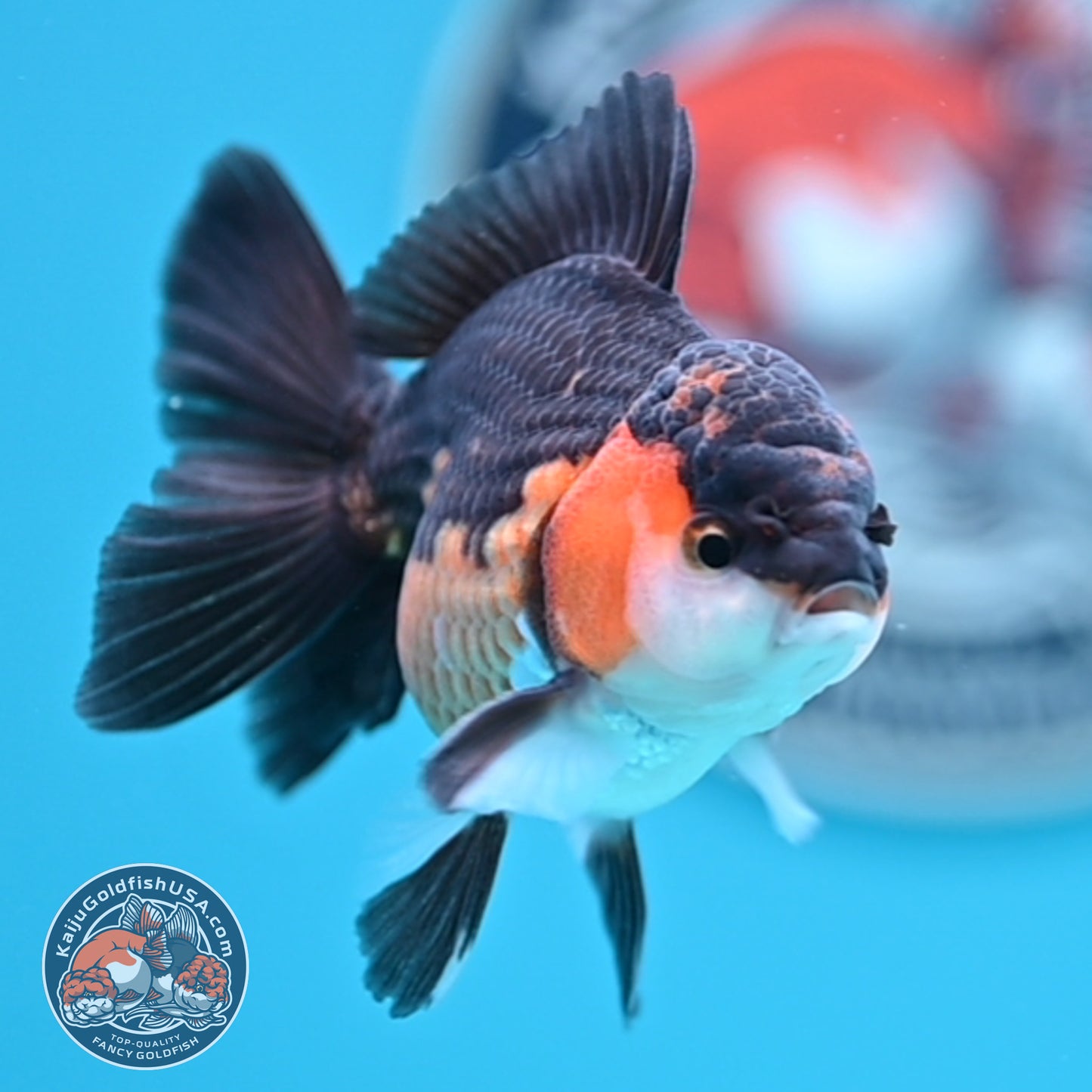 Tricolor Oranda 3 inches Body (250502_OR06)