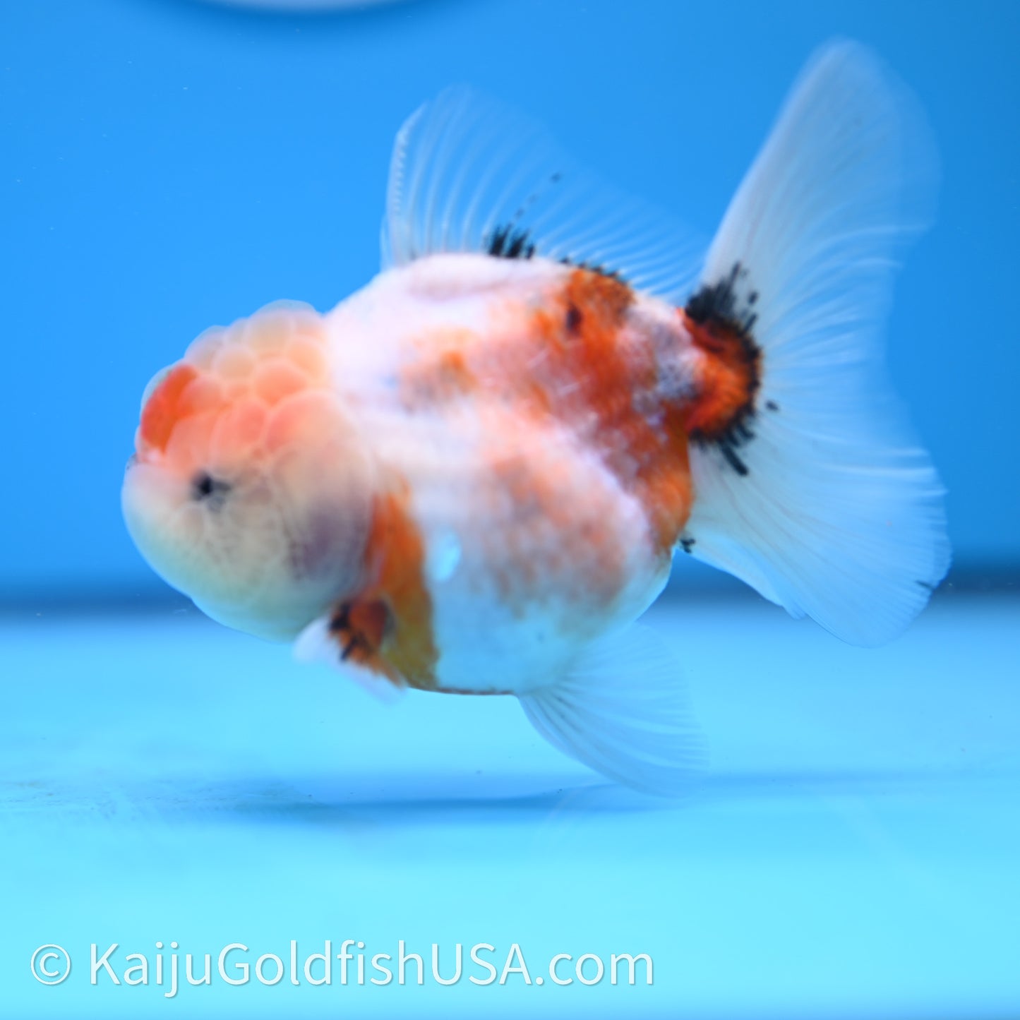 Shogun Godzilla Tricolor Sakura Oranda 3.5in Body (240726_OR07) - Kaiju Goldfish USA