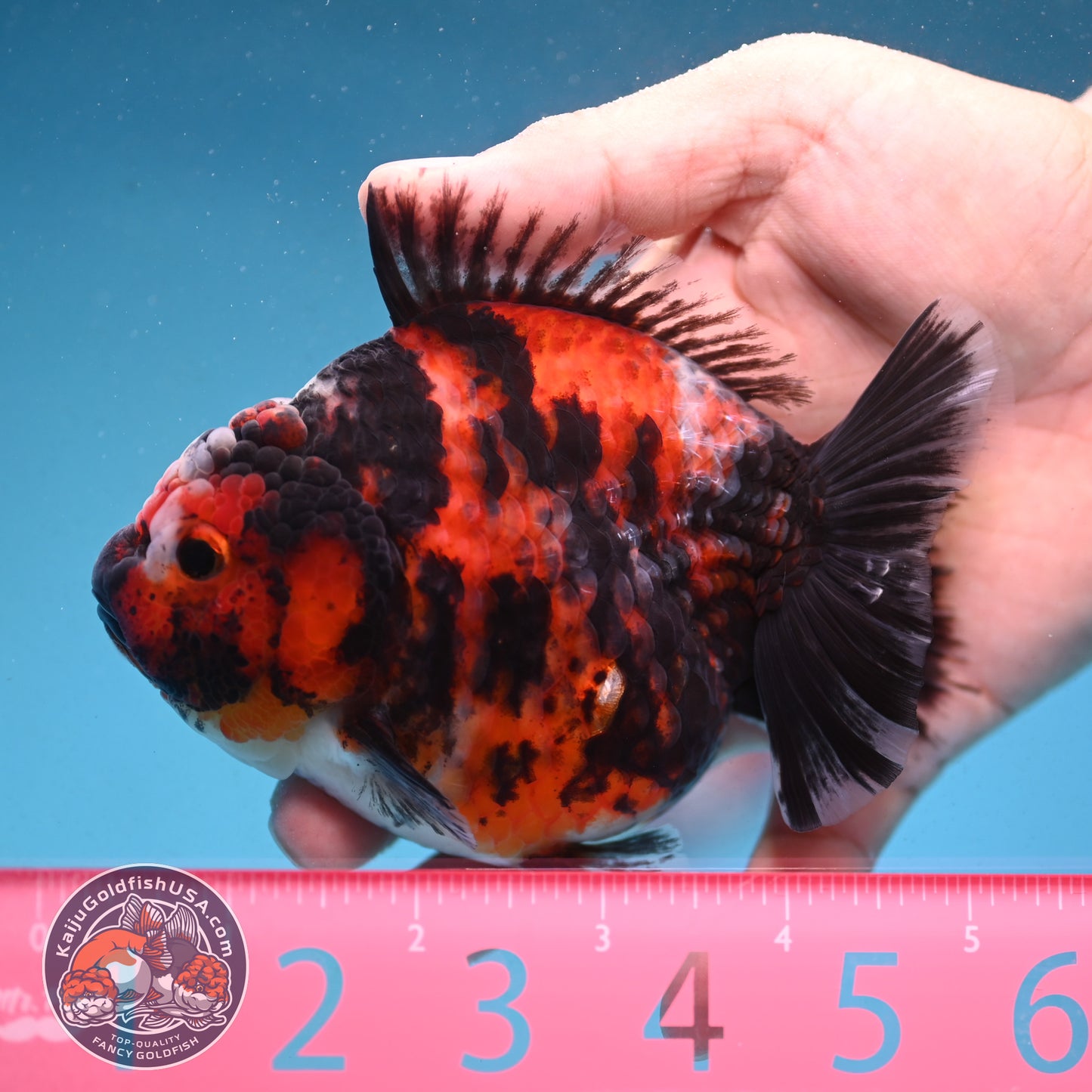 Tiger Oranda 4 inch Body (250912_OR07)
