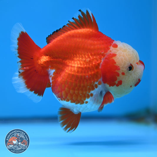 Jade Head Red White YuanBao Oranda 3.5 inches Body - Female (250214_OR07)