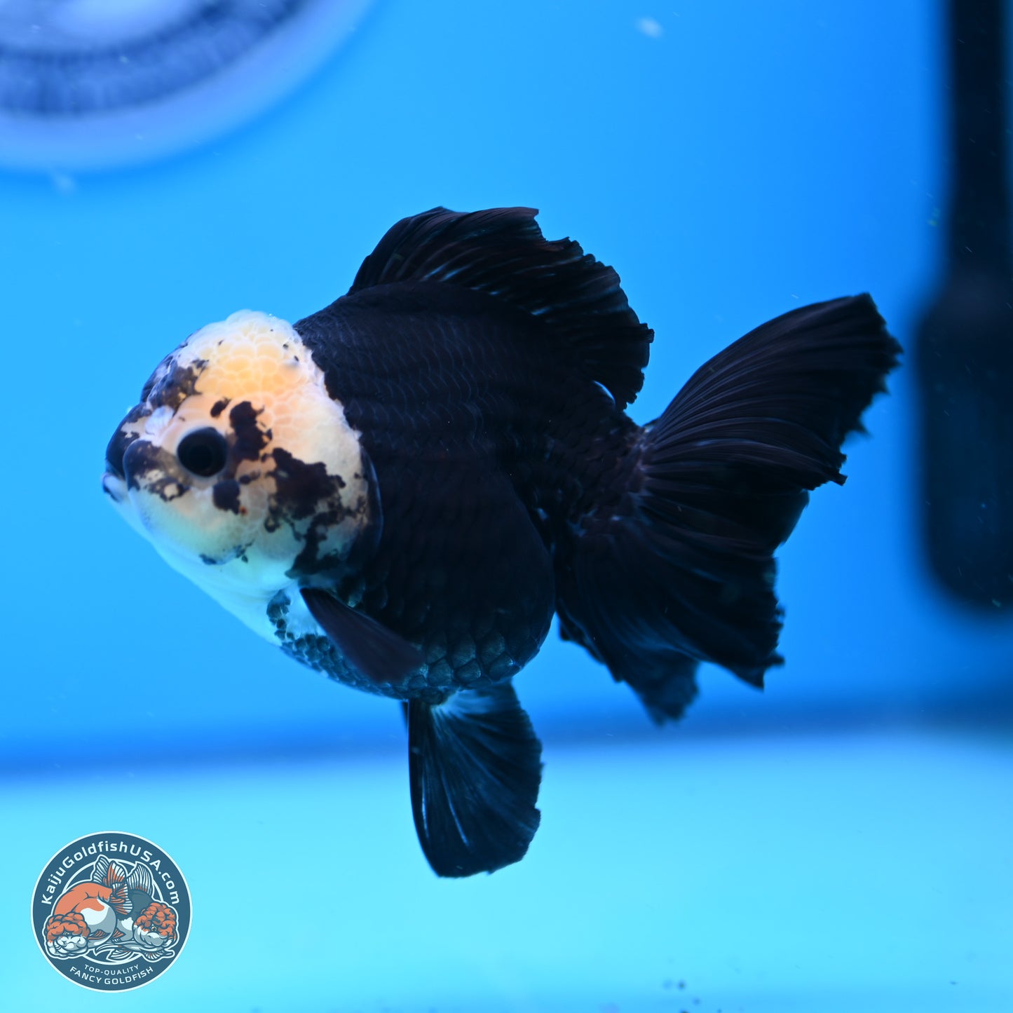 Panda Rose Tail Oranda 3.25in Body (240823_OR7) - Kaiju Goldfish USA