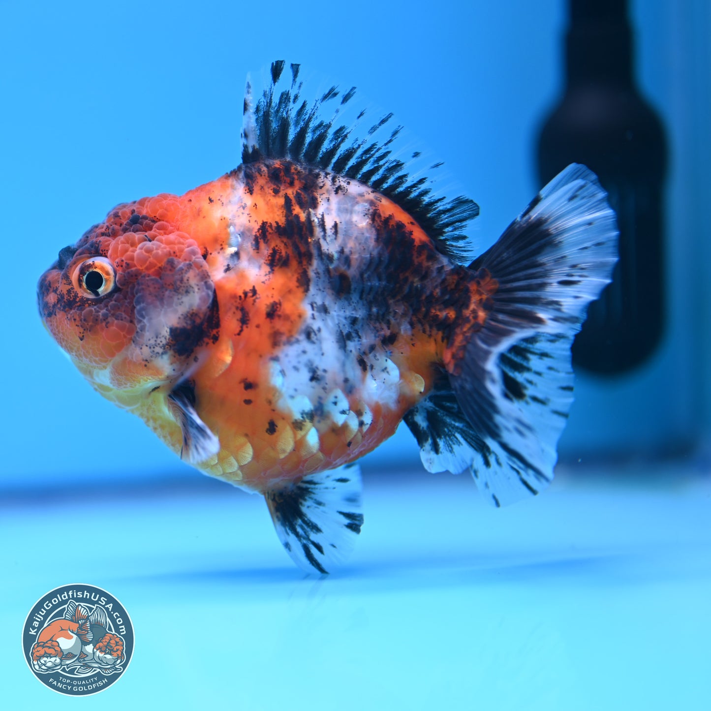 Shogun Calico Oranda 3.5-4.5 in (241011_OR07) - Kaiju Goldfish USA