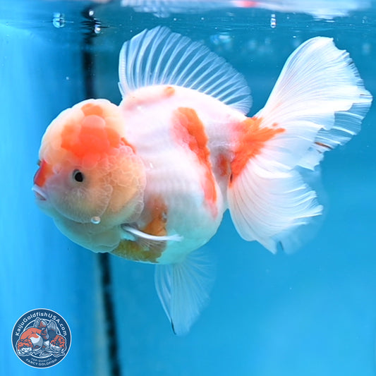 Sakura Rose Tail Oranda 3.5 inches Body - Female (250404_OR07)
