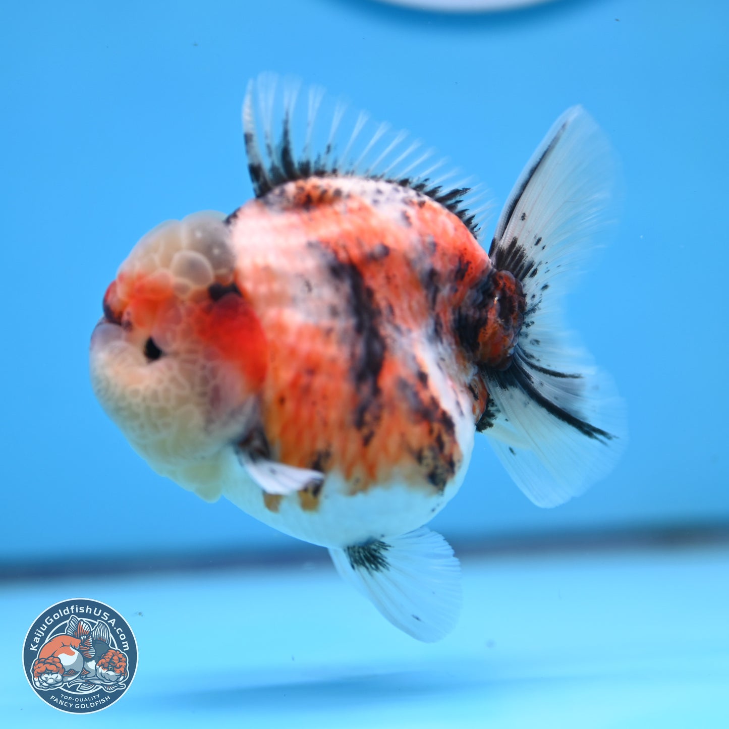 Tricolor Tiger YuanBao Oranda 3.25 inches Body - Female (250314_OR07)