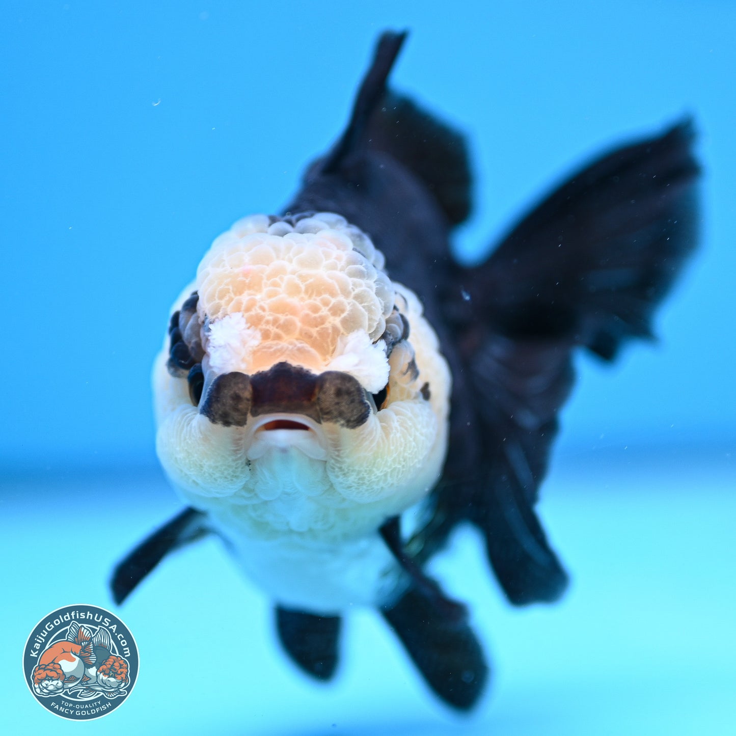 Panda Rose Tail Oranda 3.5in body (240809_OR07) - Kaiju Goldfish USA