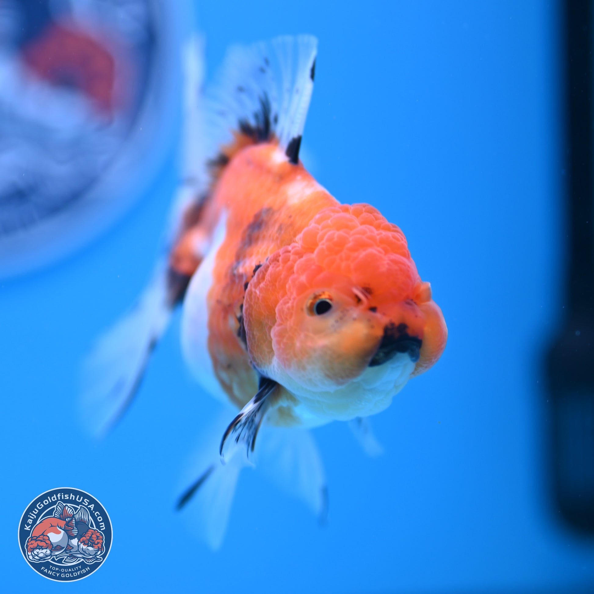 Shogun Tricolor Sakura Rose Tail Oranda 3.5in Body (240802_OR07) - Kaiju Goldfish USA