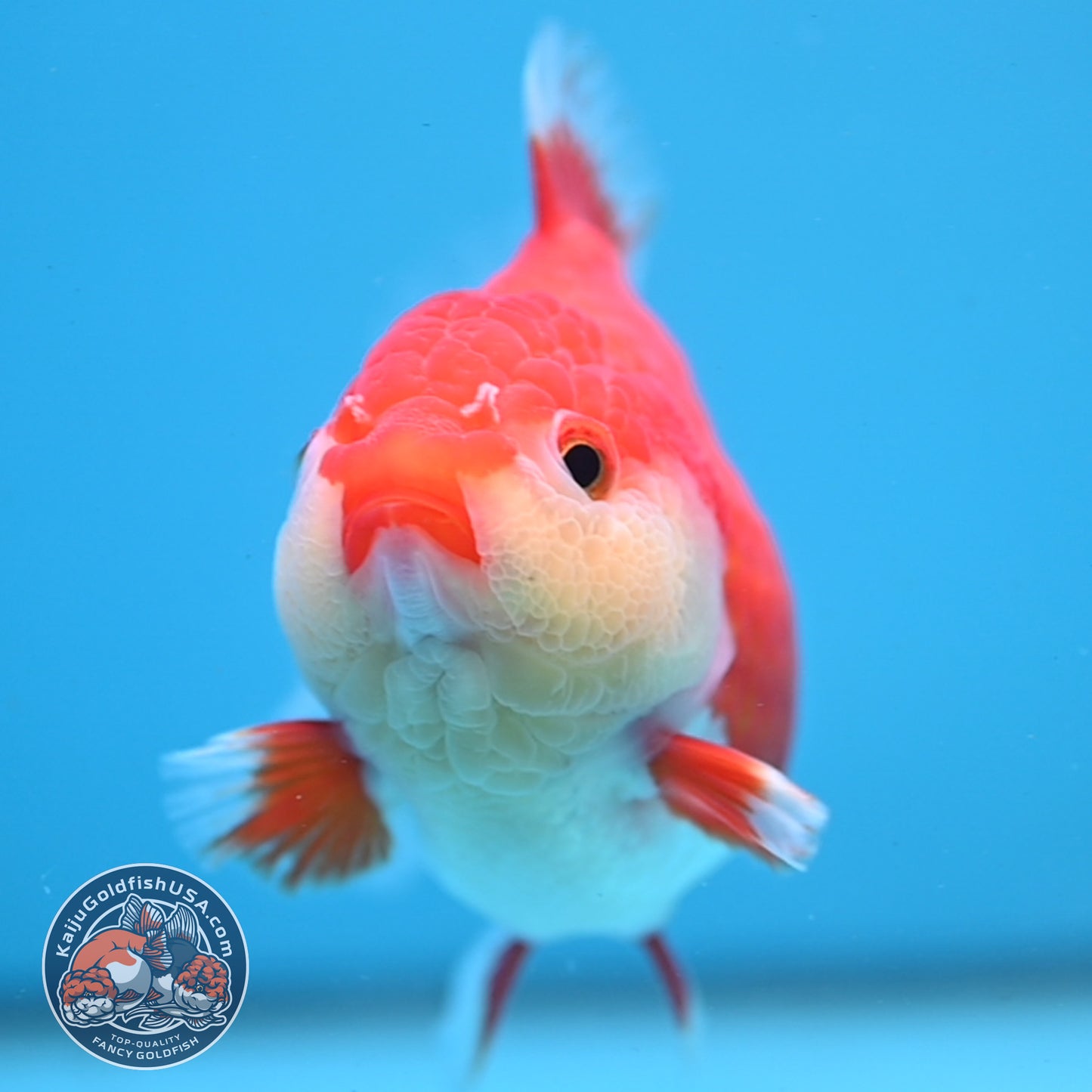 Red White Oranda 4 inch Body (250919_OR07)