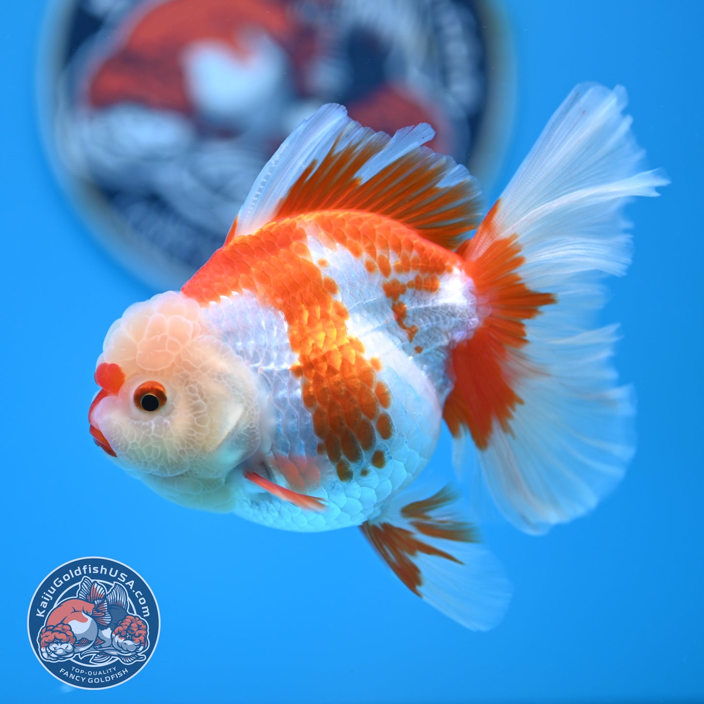 Red White Rose Tail Oranda 3.25 inches Body (250523_OR07)