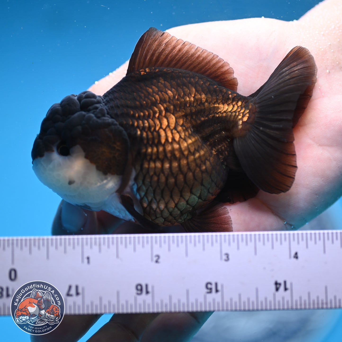 Panda Oranda 3.5-4 inches (240913_OR07) - Kaiju Goldfish USA