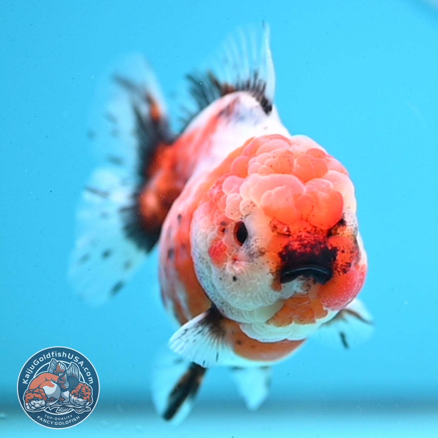 Shogun Tricolor Sakura Oranda 3.5 inches Body - Female (250418_OR07)