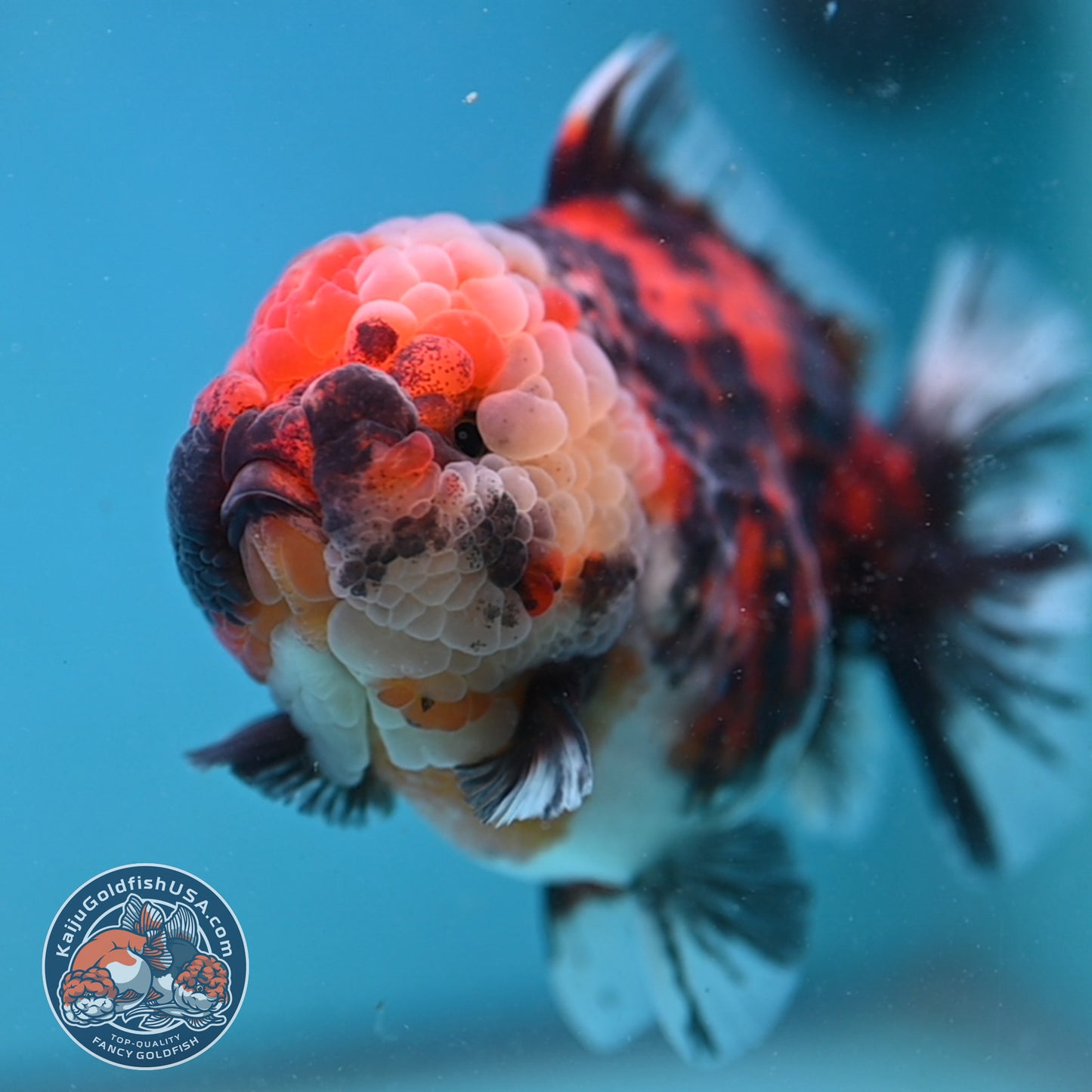Tricolor Tiger Oranda 4 inch Body (251003_OR07)