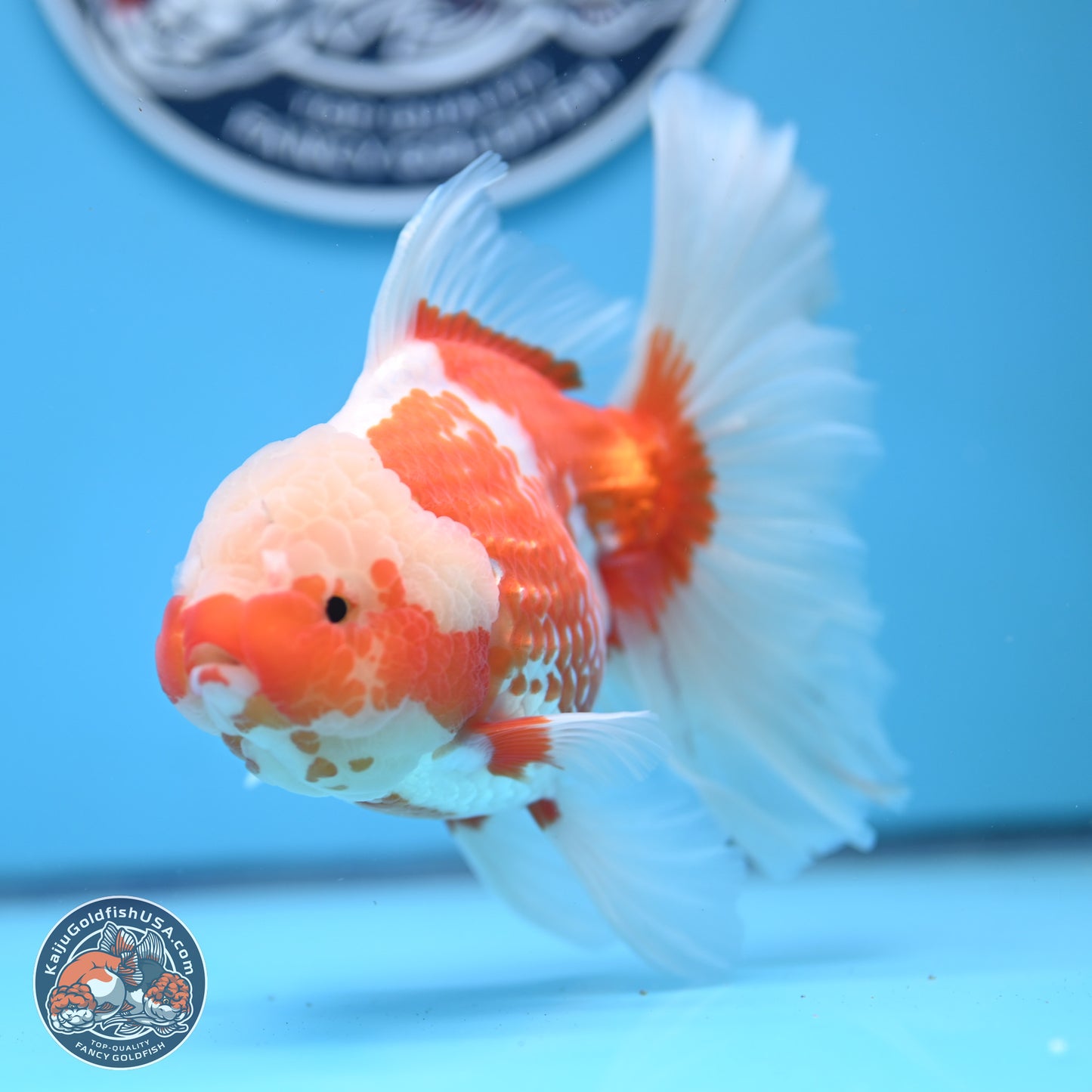 Jade Head Red White Rose Tail Oranda 4-6.5 inches (240906_OR07) - Kaiju Goldfish USA