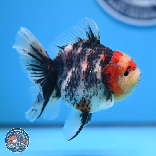 Tricolor Tiger RoseTail Oranda 3.5 inches Body - Female (250307_OR07)